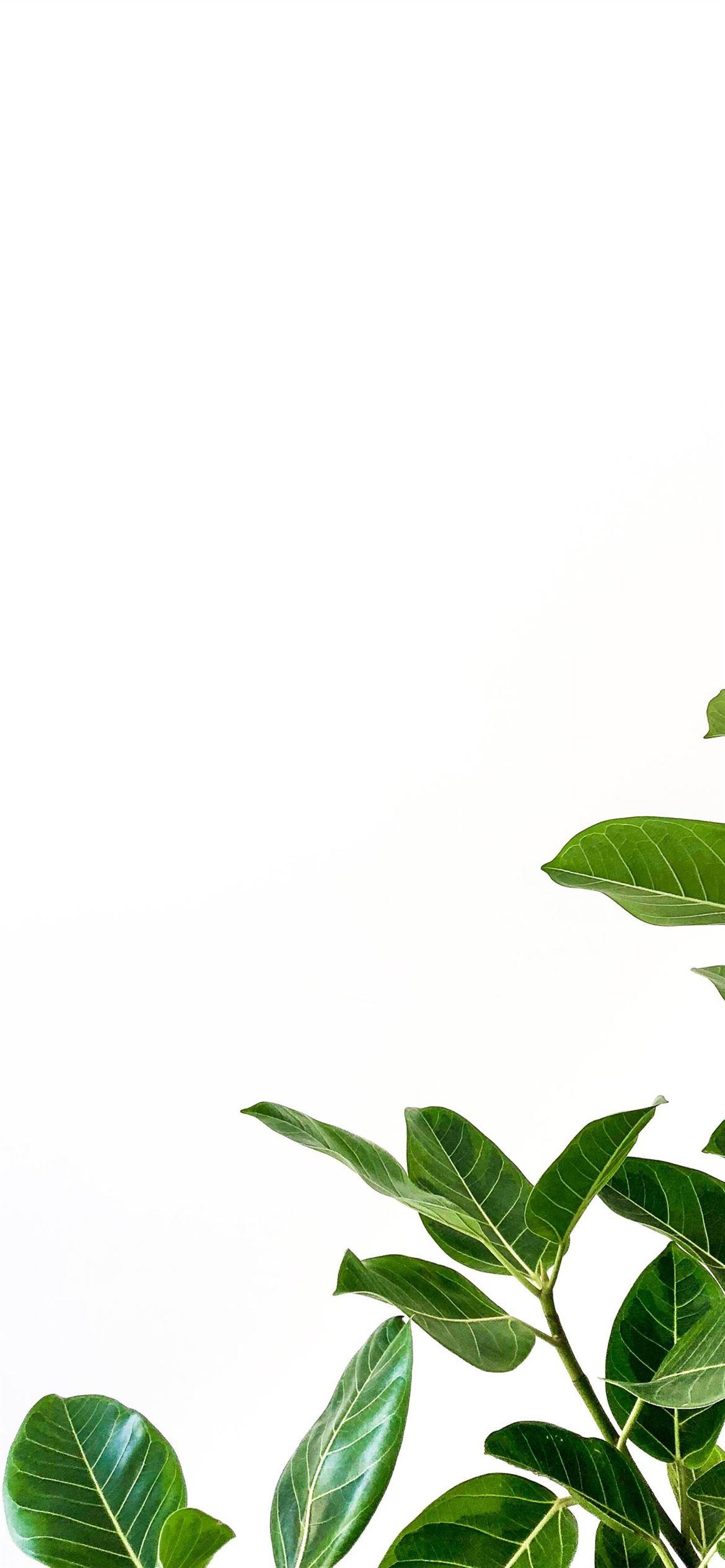 1170x2532 green leafed plant iPhone 12 Wallpaper Free Download