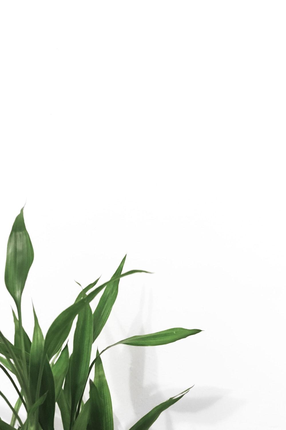 1000x1500 Plants with White Background best free background, white, plant and green photo