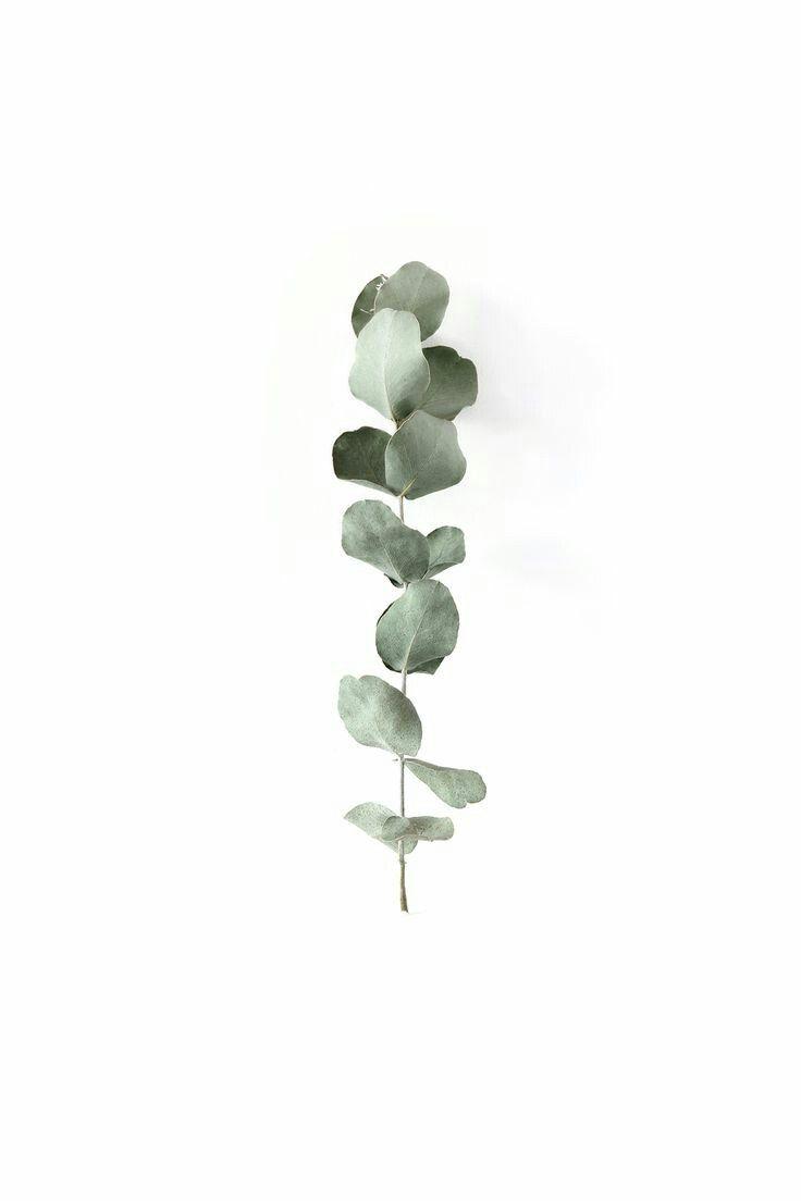 736x1104 Plant Aesthetic Plain Wallpaper
