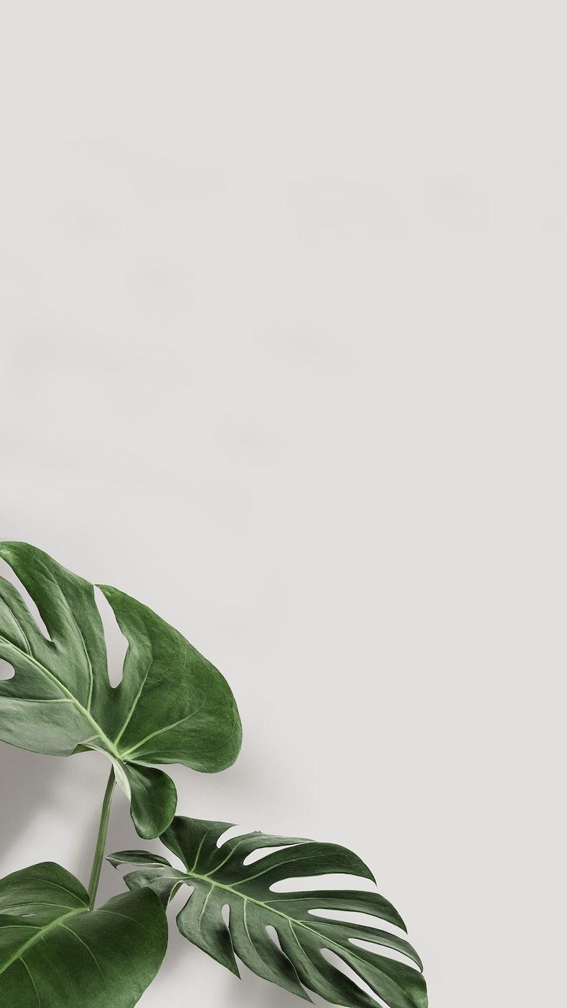 800x1422 Free Vectors, PNGs, Mockups & Background