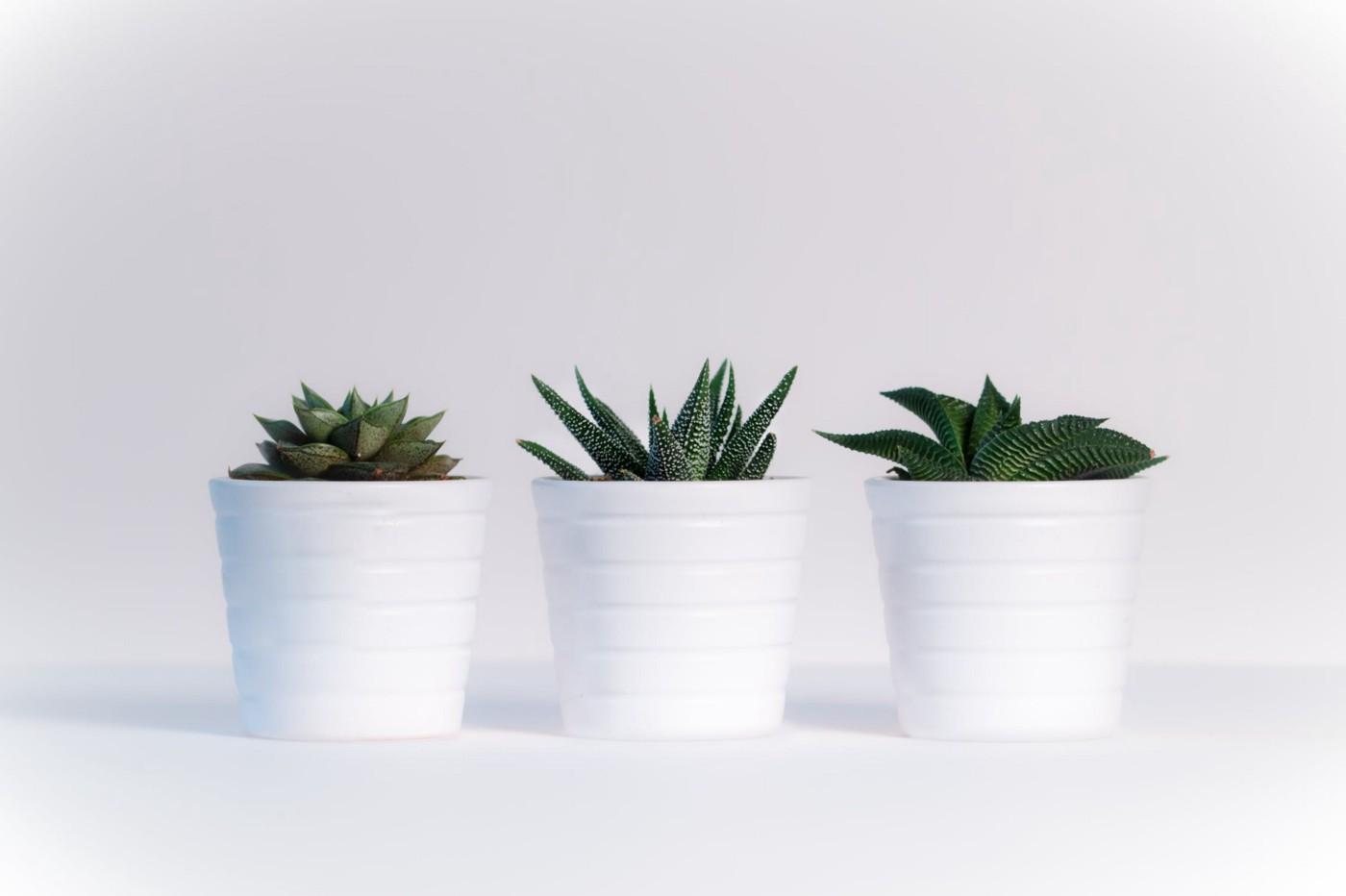 1400x932 Simple Tips for Taking Care of Your Basic Houseplants.