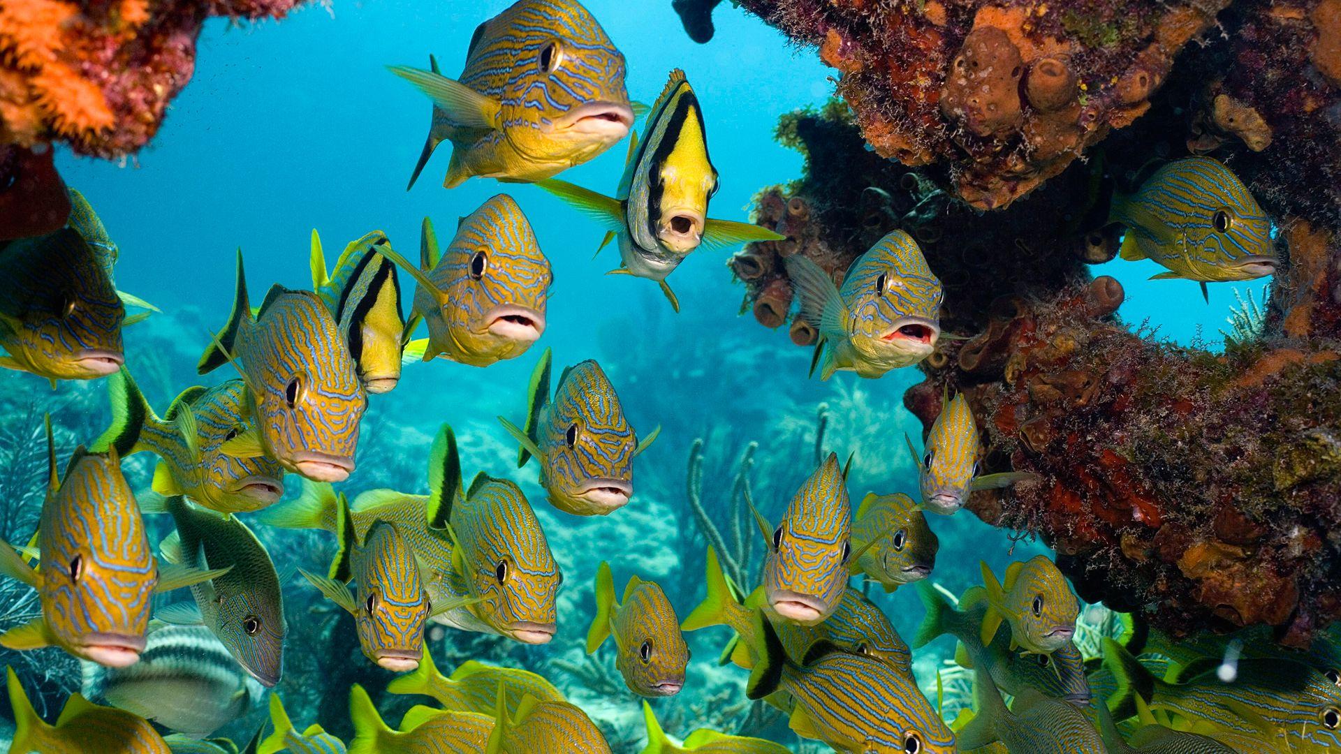 1920x1080 ocean fish picture wallpaper HD desktop wallpaper HD 4k high