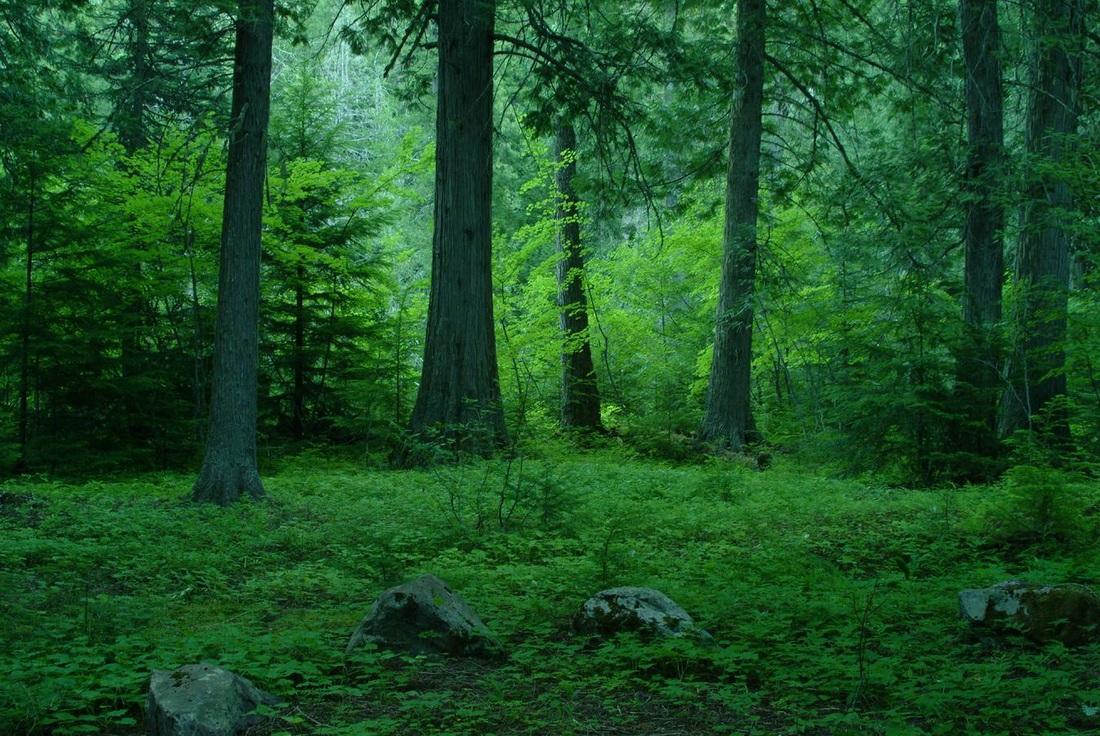 1100x736 Temperate Forest Wallpaper