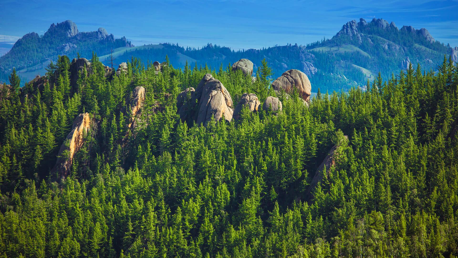 1920x1080 Temperate Forest and Taiga. San Diego Zoo Animals & Plants