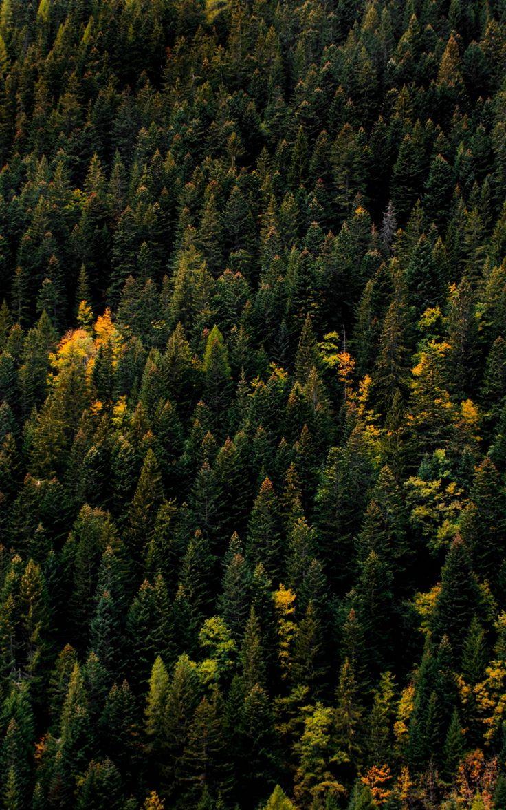 736x1177 Wallpaper trees tops autumn aerial view forest