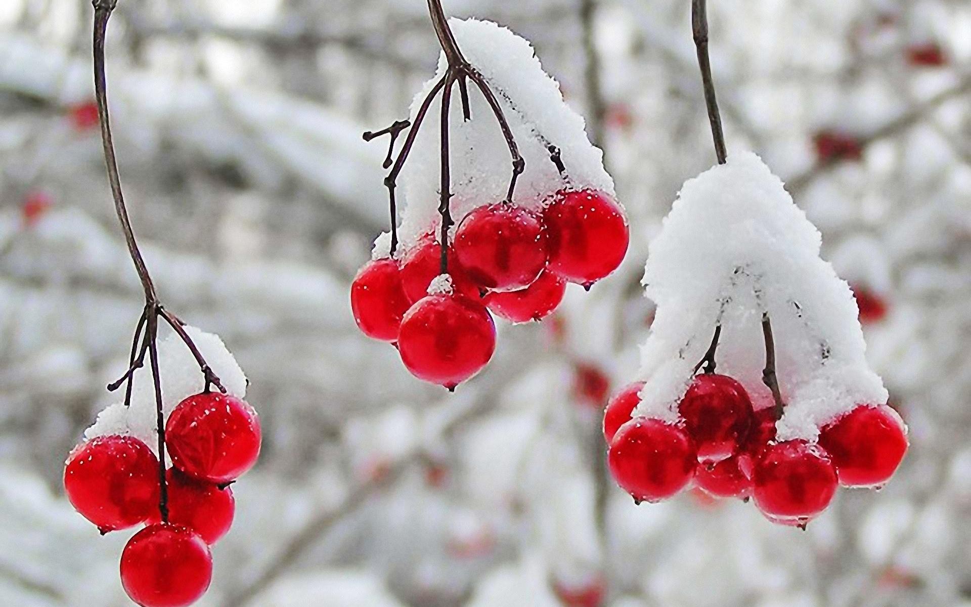 1920x1200 nature, Winter, First, Snow, Red, Berries, Fruits, Cranberry Wallpaper HD / Desktop and Mobile Background