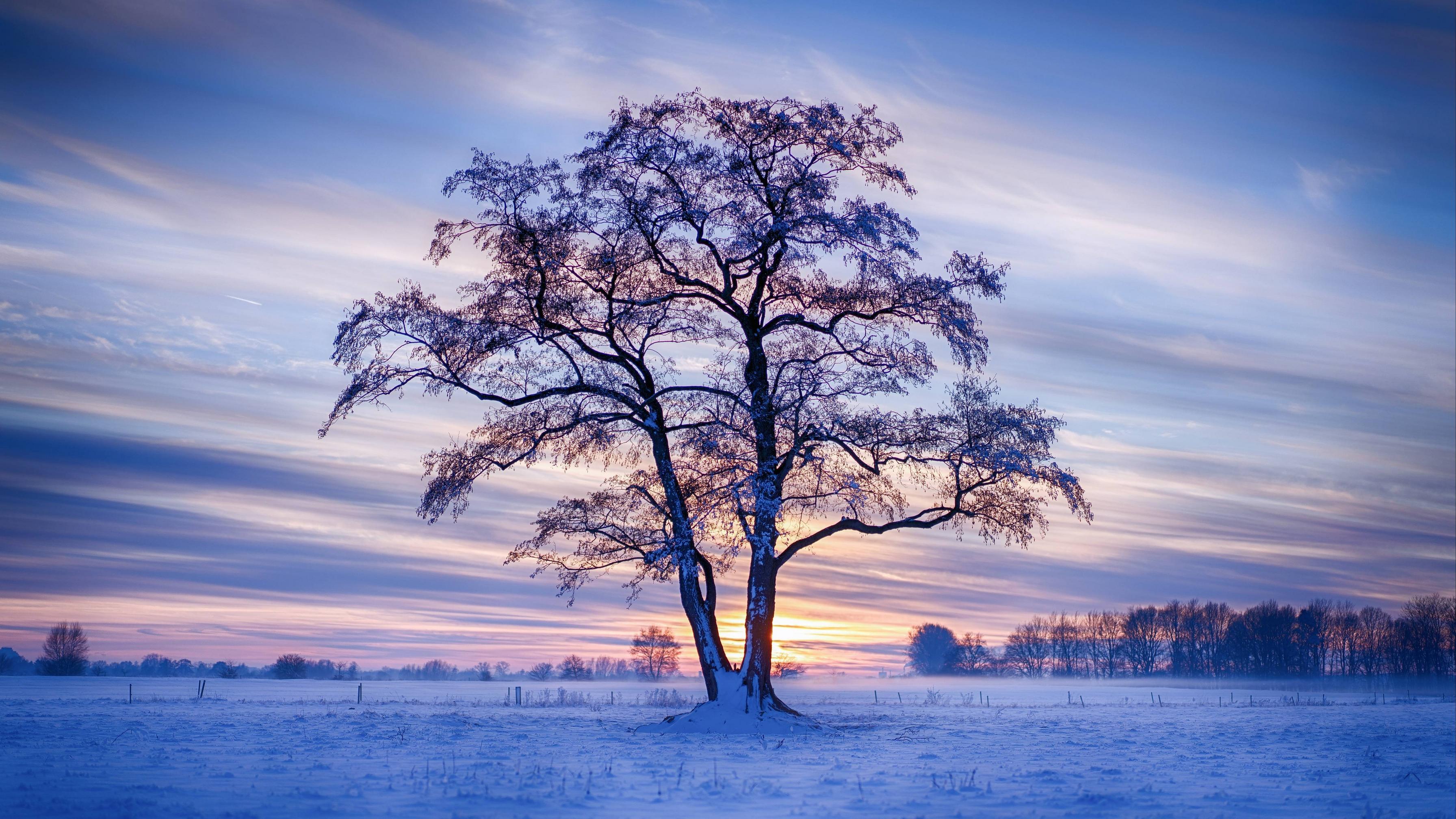 3584x2015 Evening Winter Trees Snow 5k, HD Nature, 4k Wallpaper, Image, Background, Photo and Picture