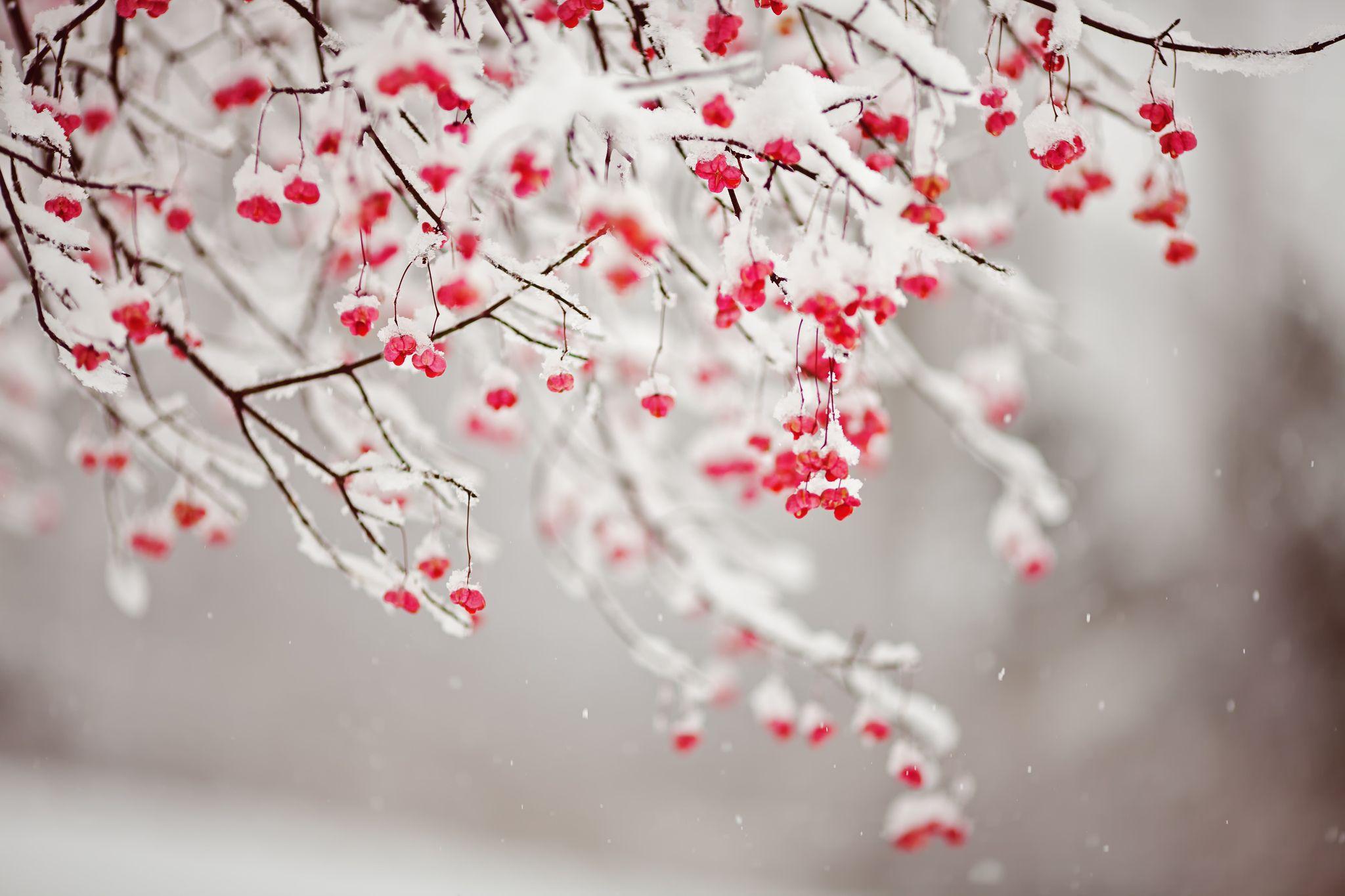 2048x1365 Silence of snowdrops. Christmas twitter headers, Cover pics for facebook, Facebook cover image