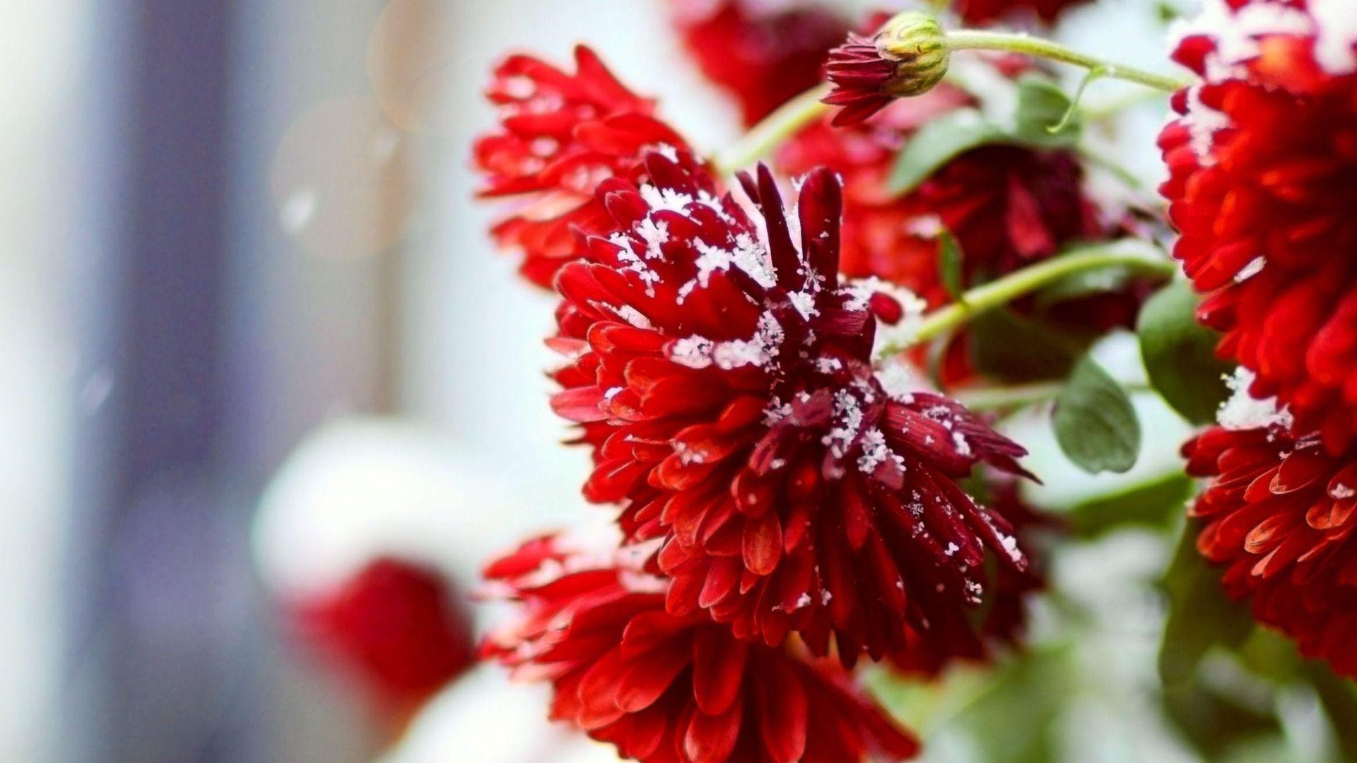 1920x1080 Winter Flower Wallpaper