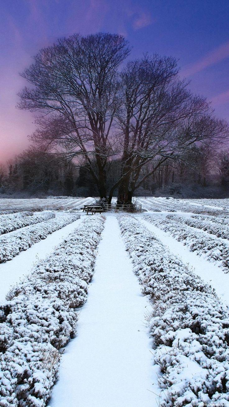 736x1308 Tree Winter Field Evening Snow. Winter wallpaper, Free winter wallpaper, iPhone wallpaper winter