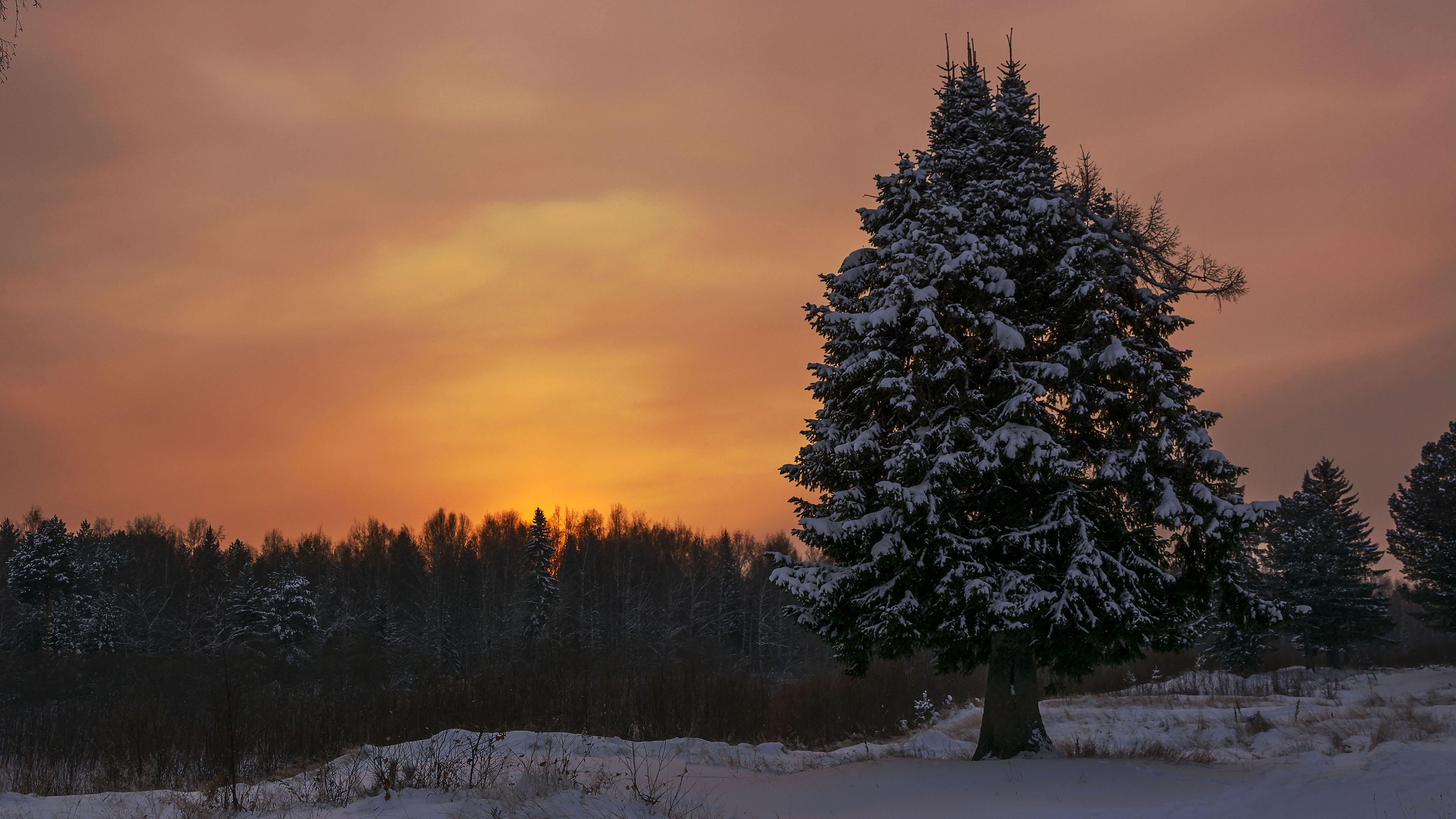 3840x2160 Winter 4k Ultra HD Wallpaper, Snow, Spruce, Evening Gallery HD Wallpaper