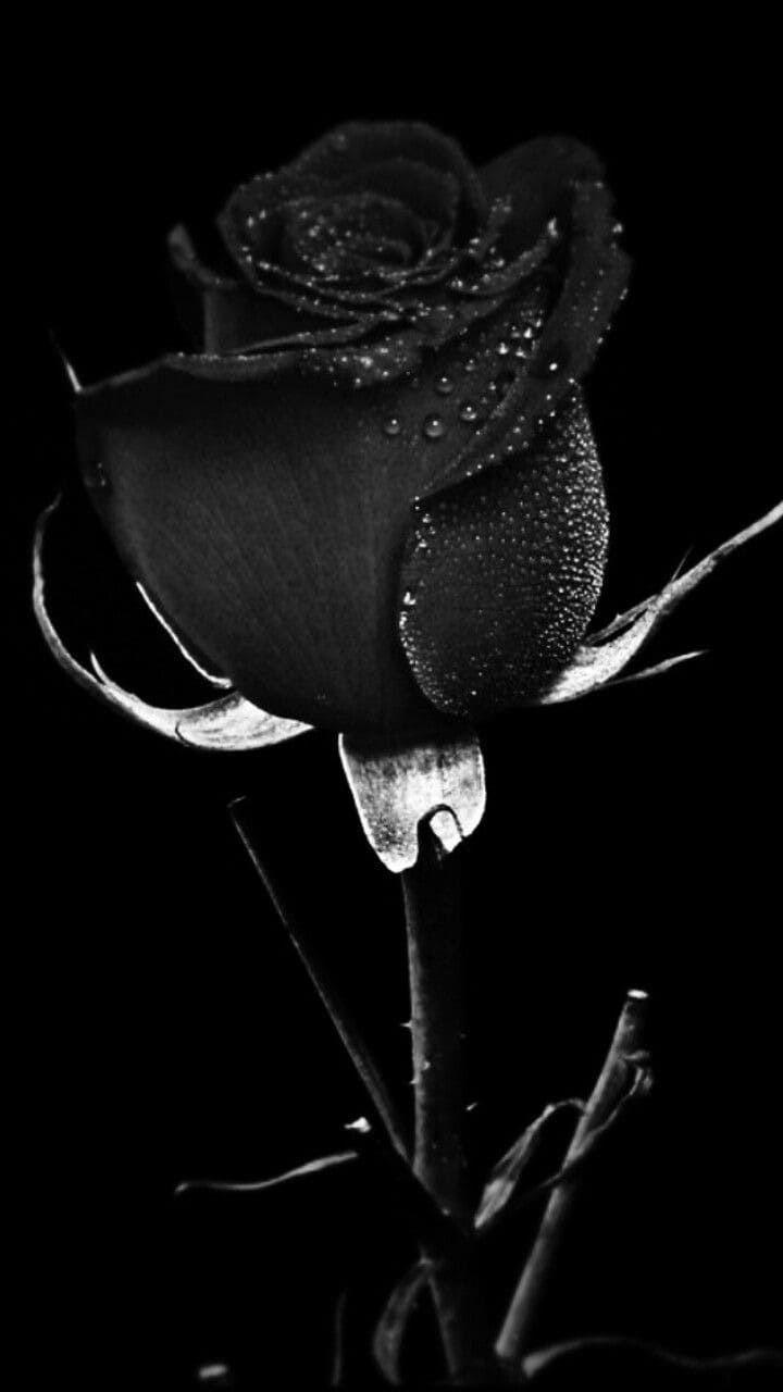 720x1280 Black Rose Wallpaper Discover more Aesthetic, Beautiful, Black, Black Rose, Dark wallpaper.. Black roses wallpaper, Black rose flower, Black and white roses