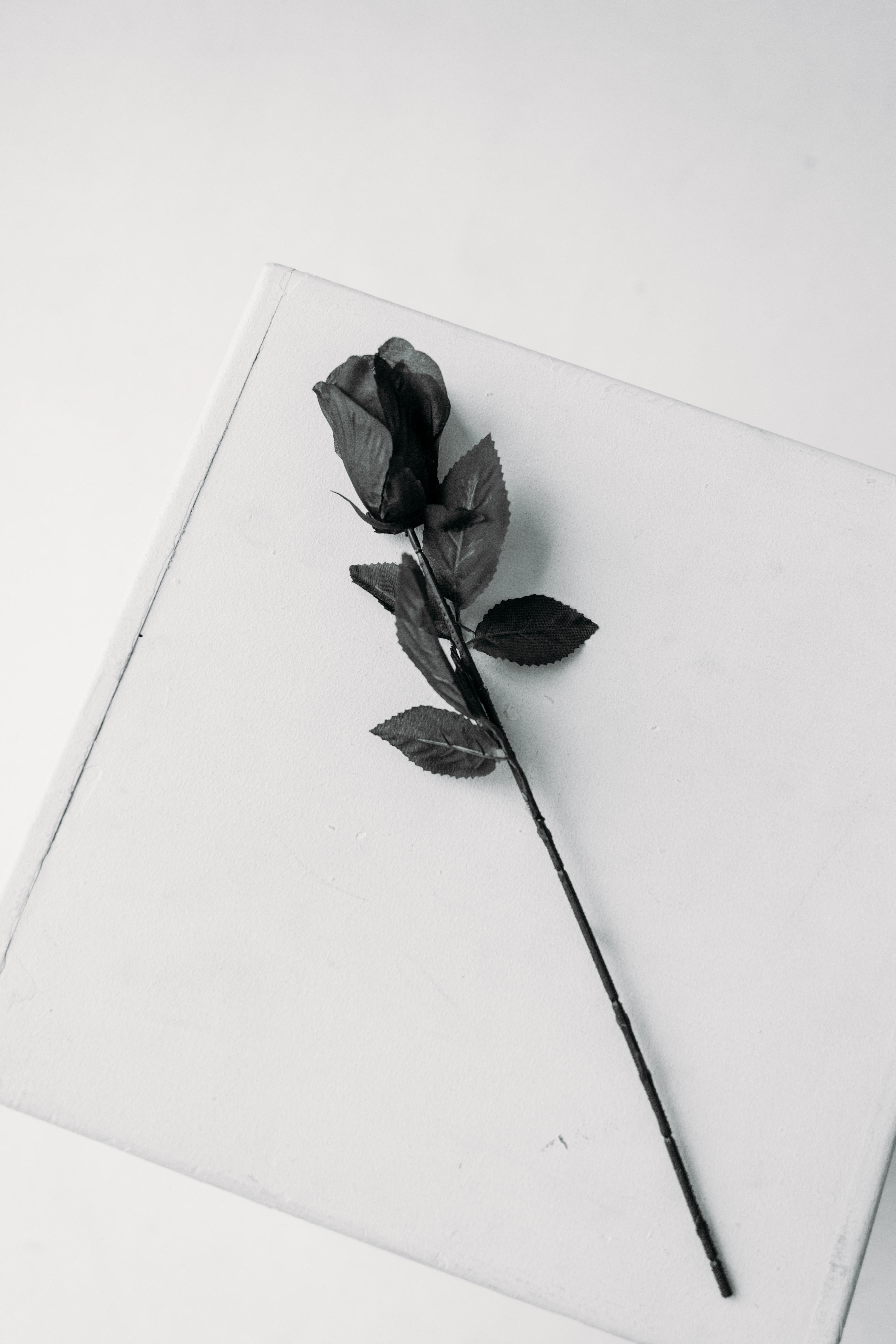 4480x6720 Black Rose on White Paper · Free