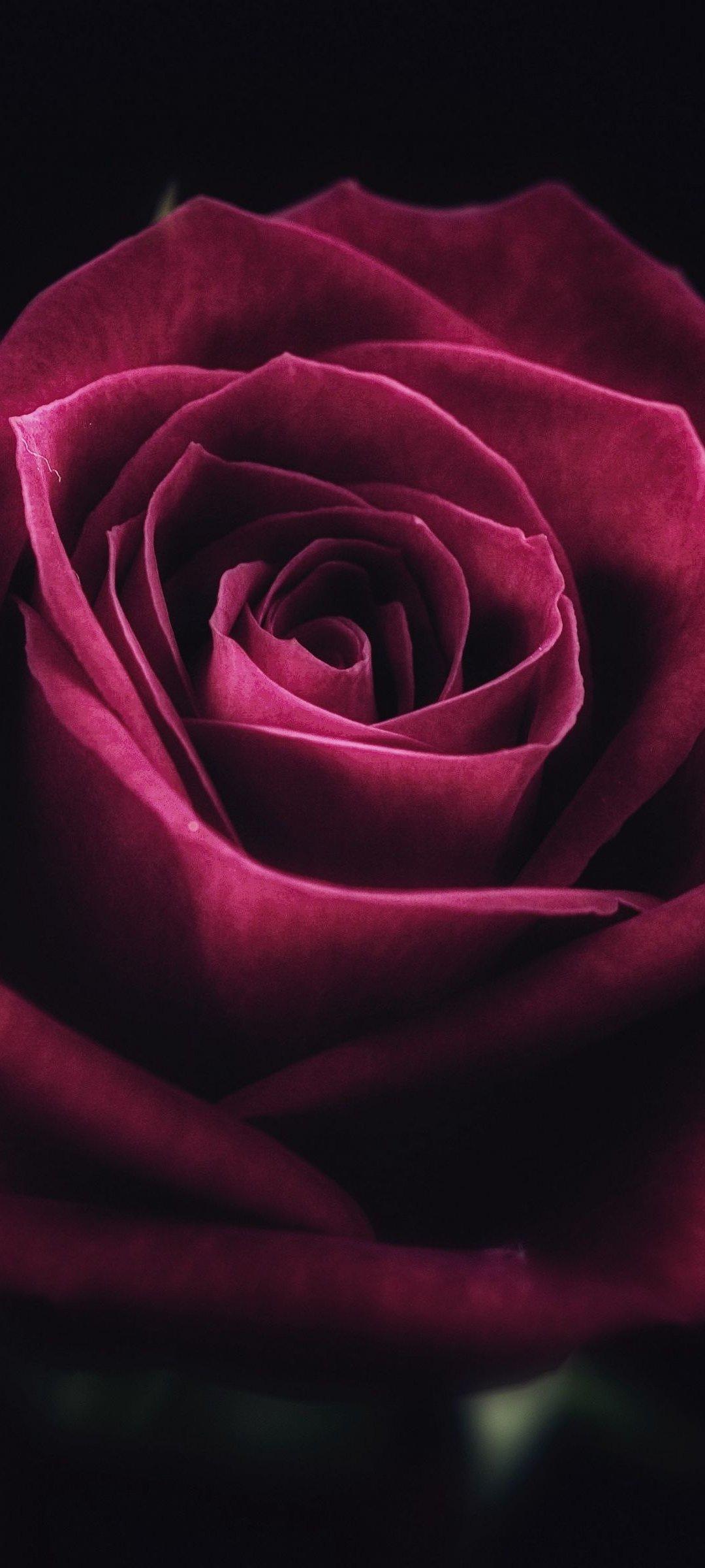 1080x2400 Cute Red Black Rose Wallpaper