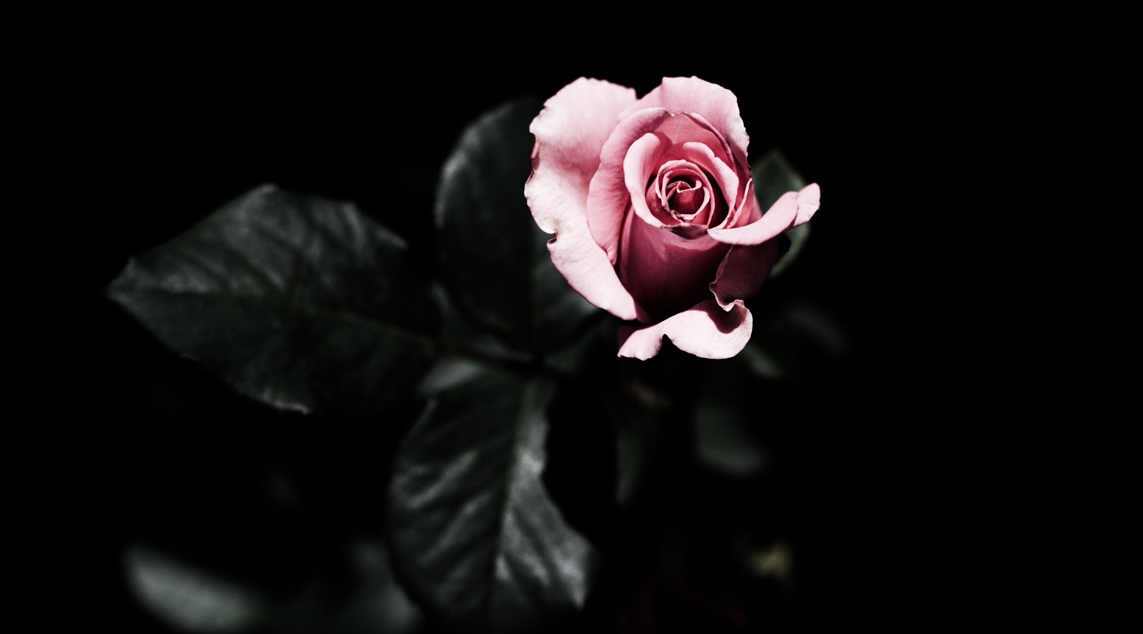 3840x2132 4K Rose Wallpaper Free download