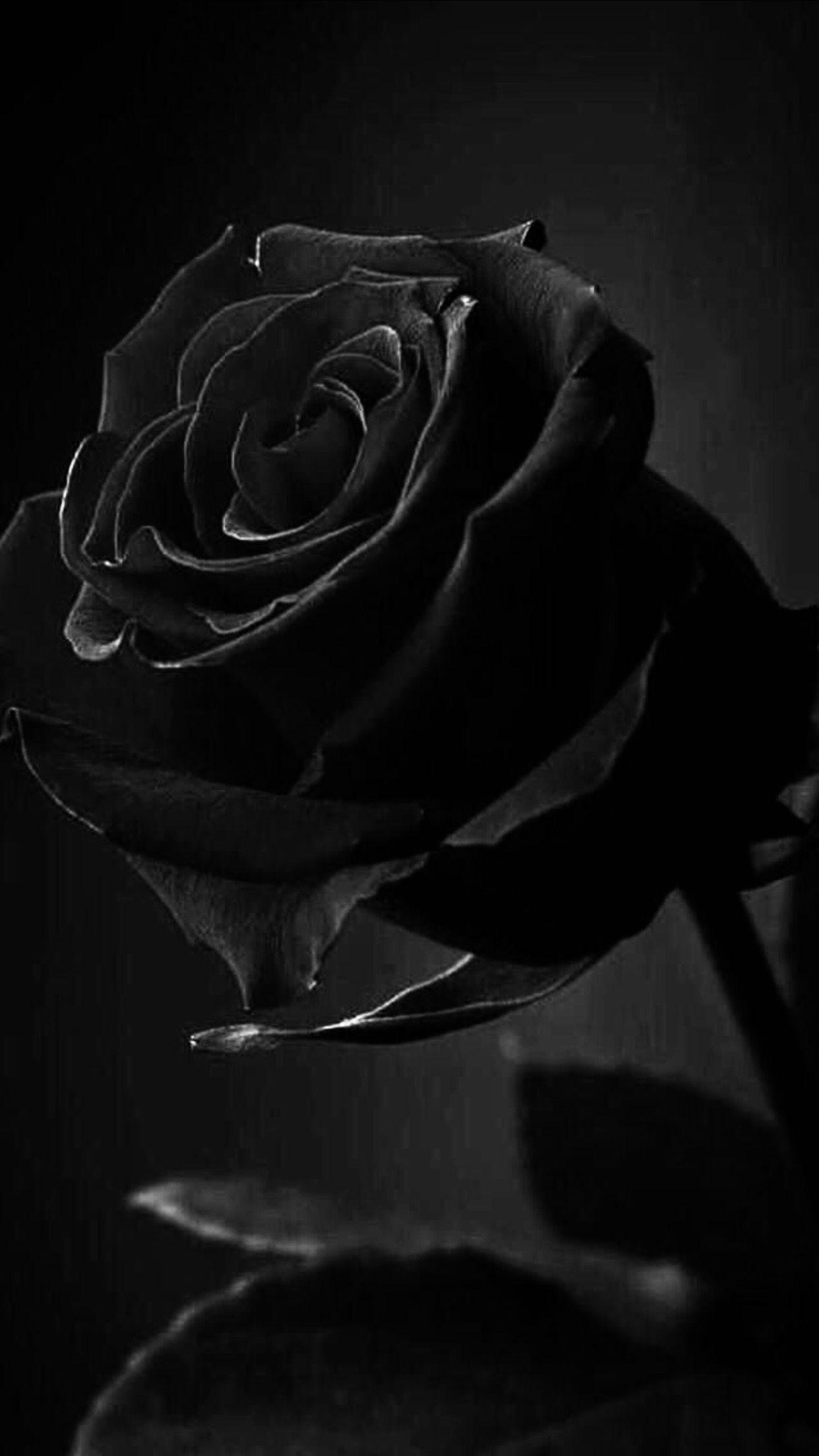 Gothic Rose Wallpapers - Top Free Gothic Rose Backgrounds - WallpaperAccess