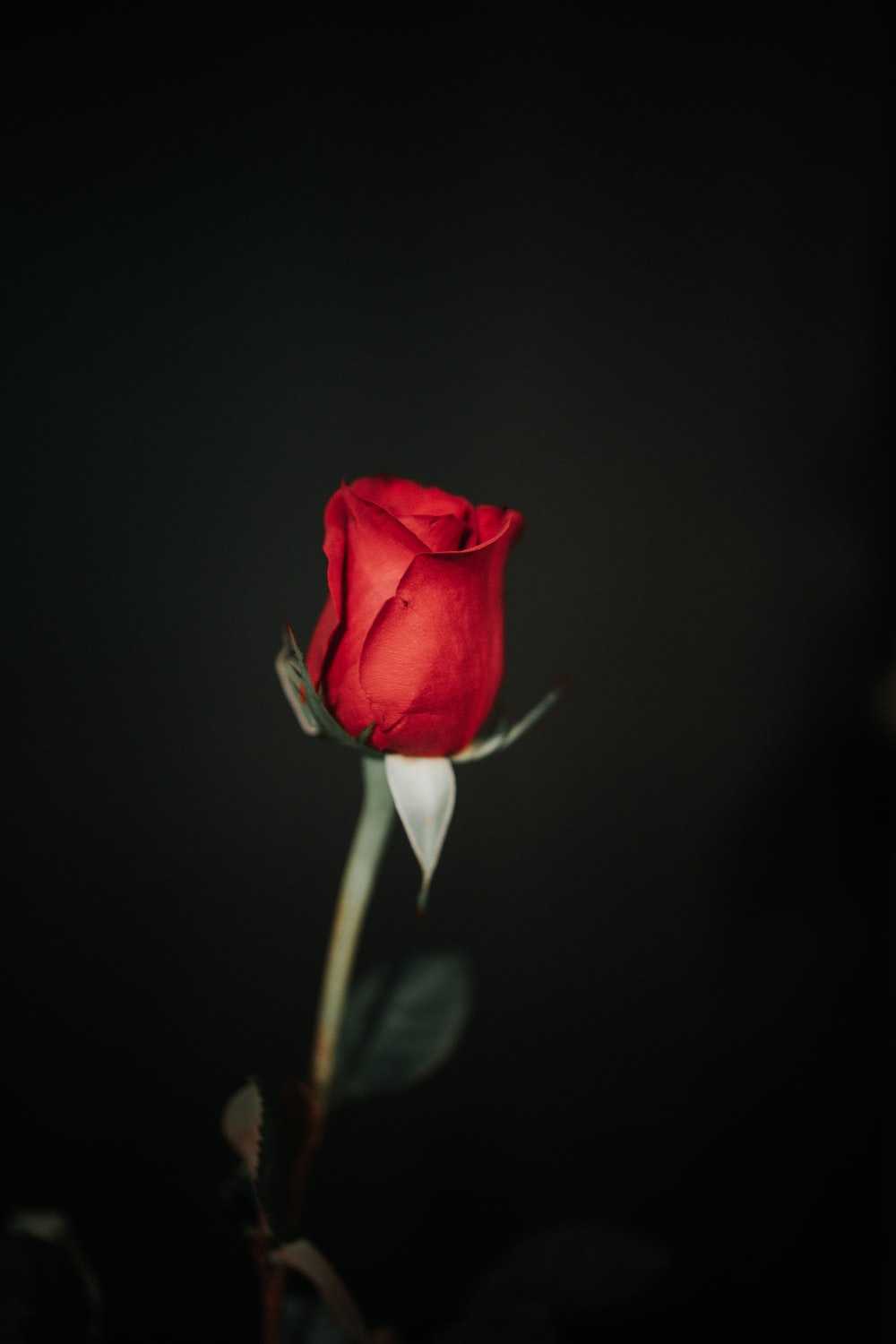 1000x1500 Black Rose Wallpaper