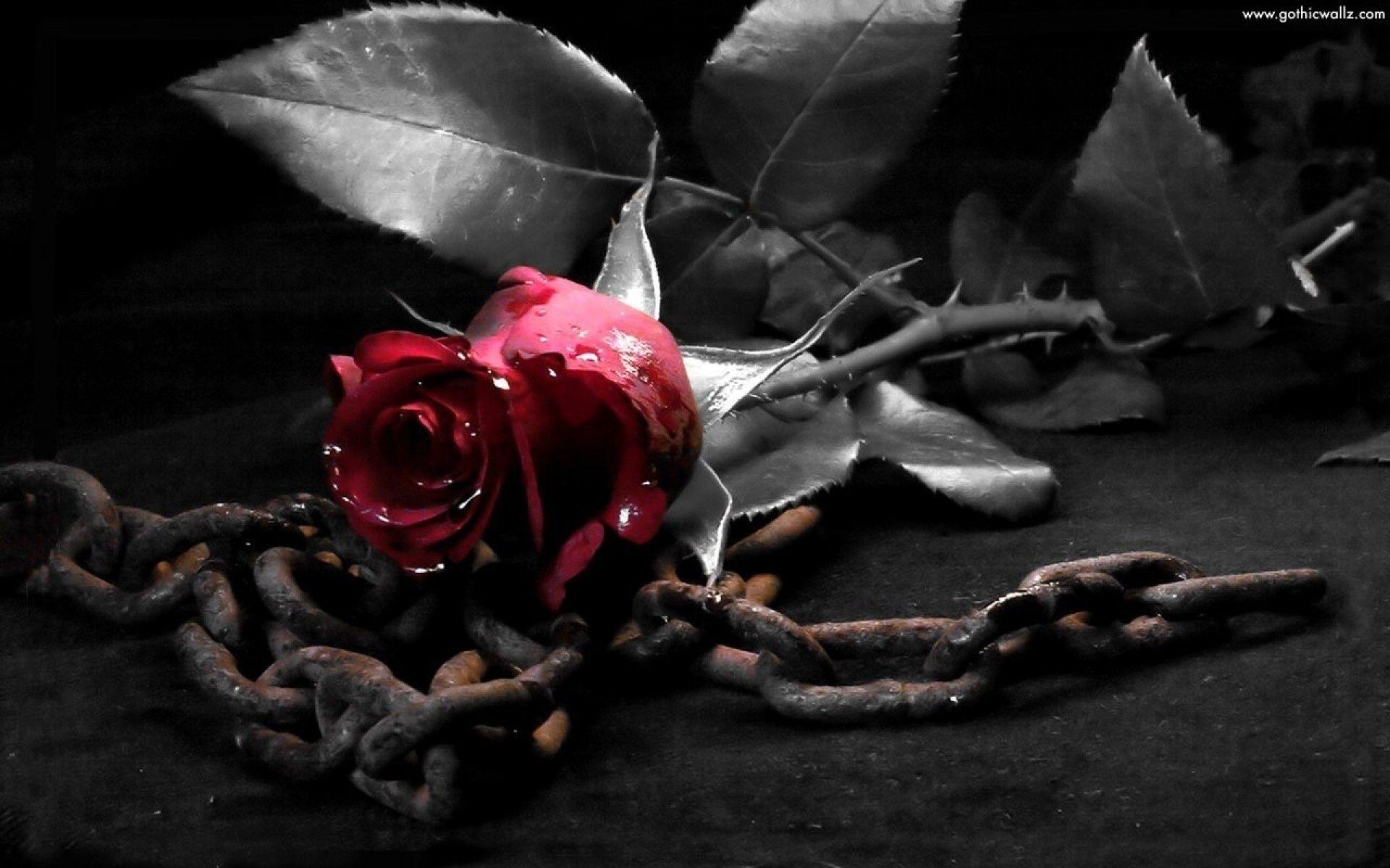 1920x1200 Black Roses Background