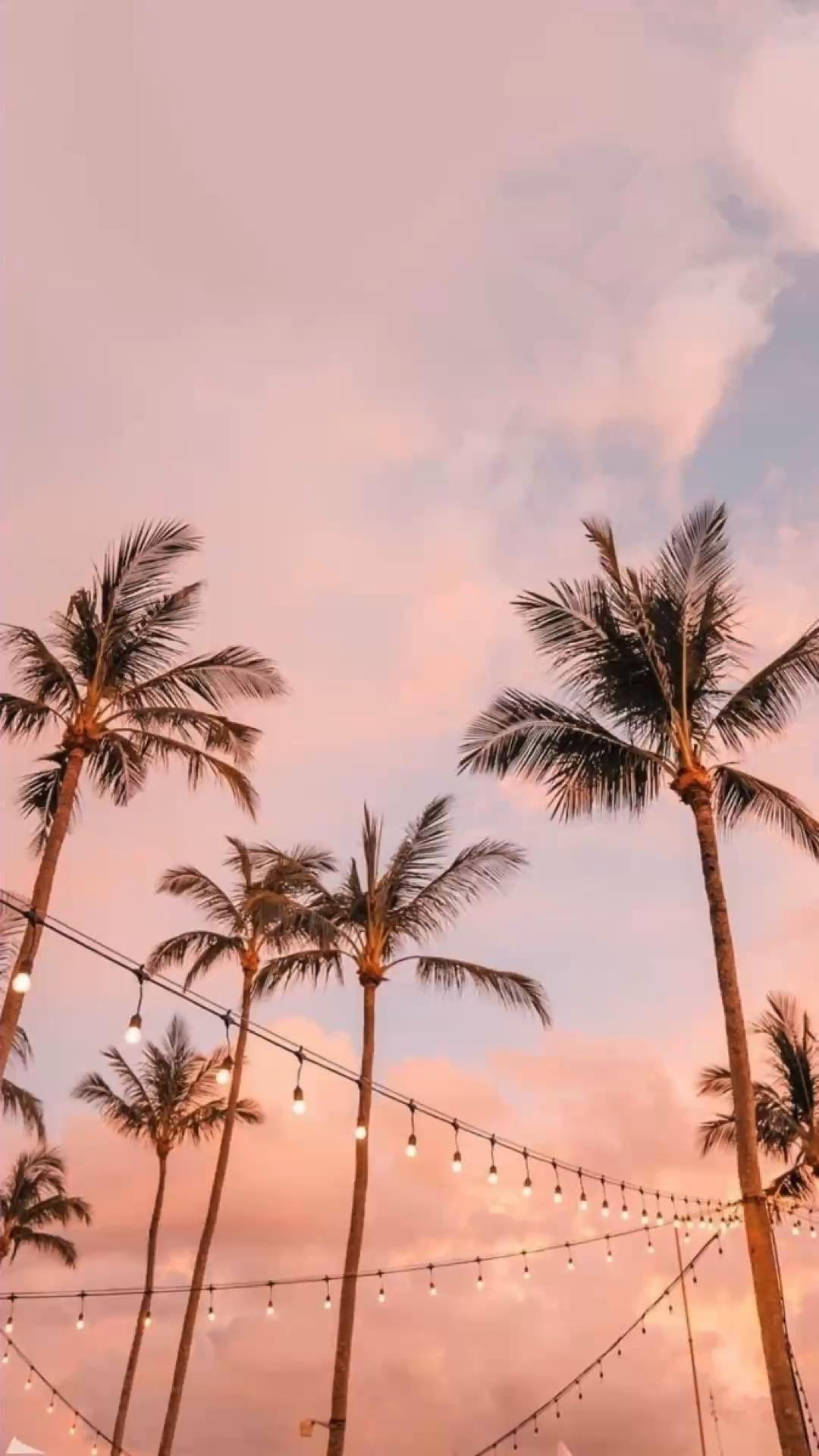 1080x1920 Aesthetic palm tree summer wallpaper for iPhone. iPhone wallpaper landscape, Scenery wallpaper, iPhone background nature