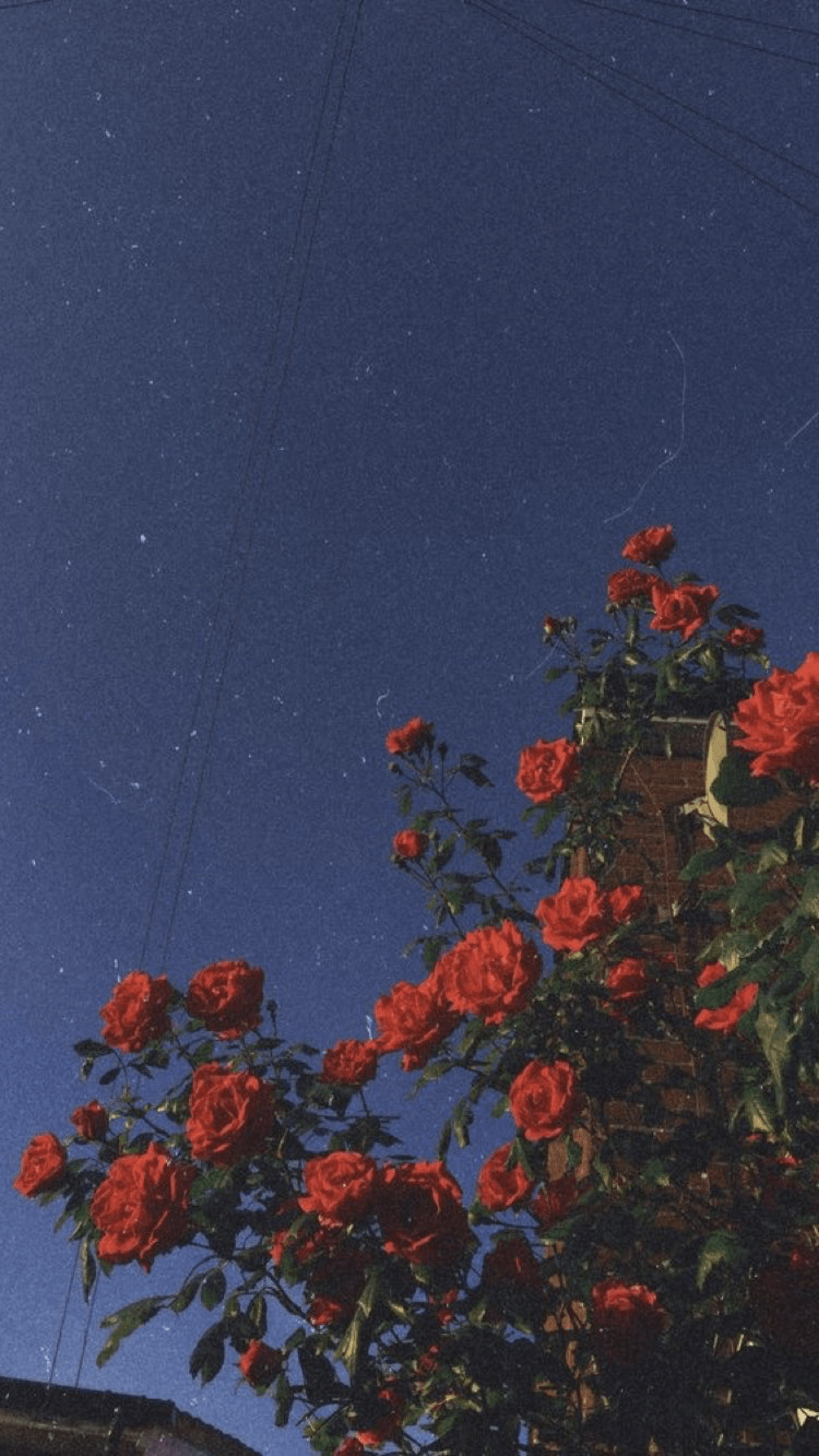 1242x2208 Indie Aesthetic Wallpaper
