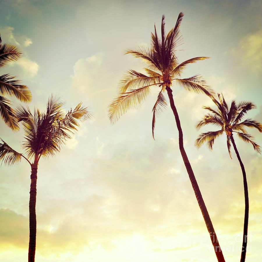 900x900 Hawaiian Palms Photo Square Photograph by Charmian Vistaunet. Fine Art America