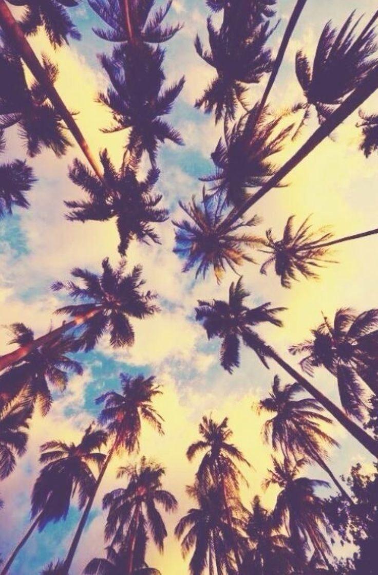 736x1119 Summer background. Background. Summer Background. iphone wallpaper, Palm trees wallpaper, Wallpaper background