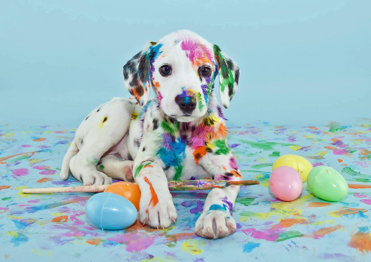 1200x847 Picture of Cute Dalmation Easter Puppy