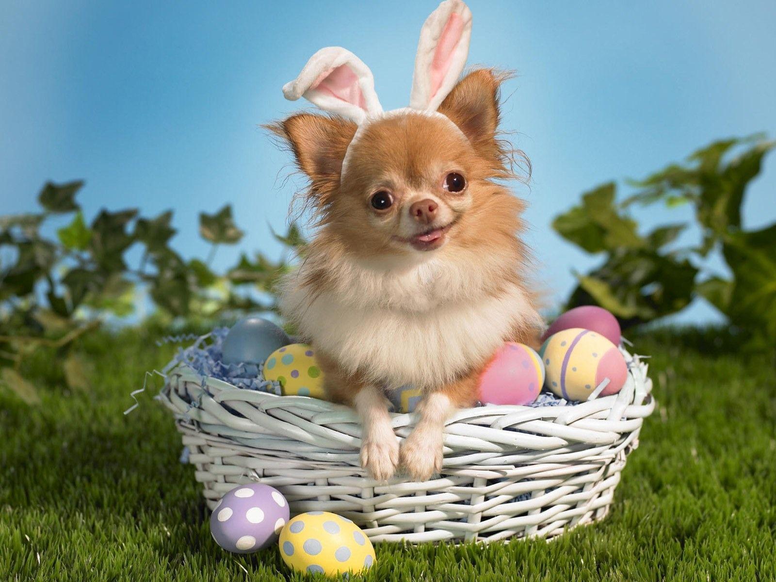 1600x1200 Easter Dog. Easter Dog Fun Dog Wallpaper Wallpaper Download. Easter Dog, Easter Pets, Cute Dogs