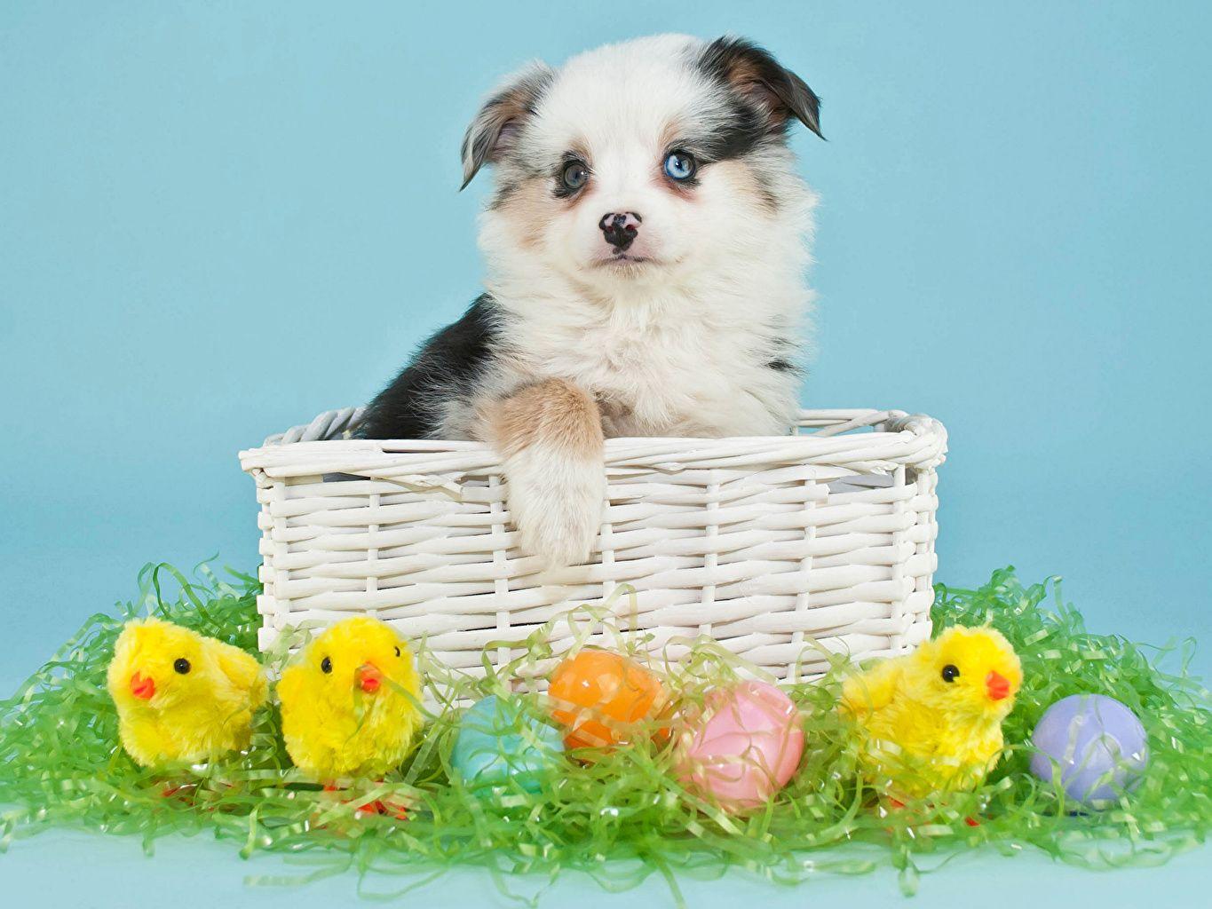 Cute Easter Dog Wallpapers Top Free Cute Easter Dog Backgrounds