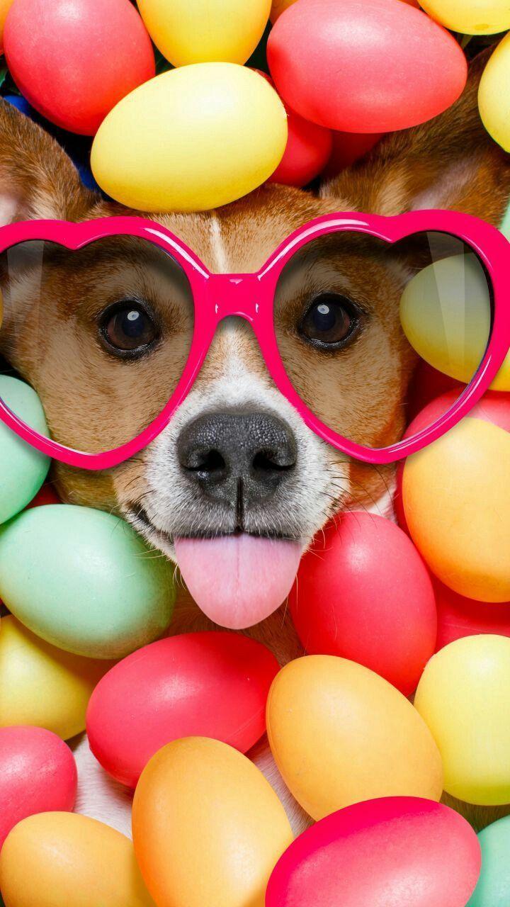 Cute Easter Dog Wallpapers Top Free Cute Easter Dog Backgrounds