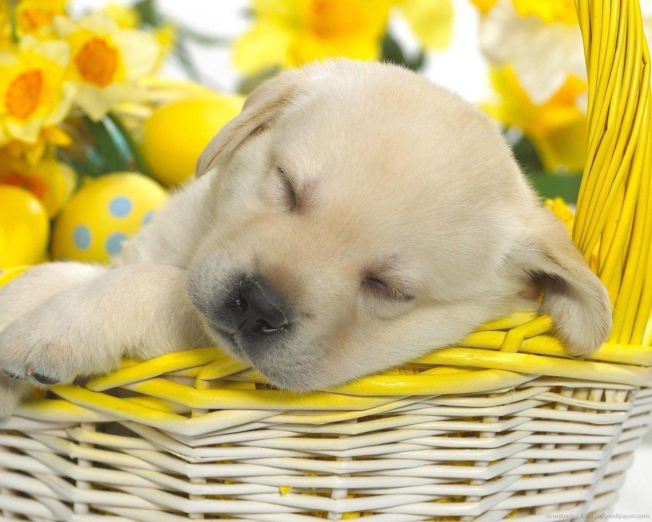 1280x1024 Easter Cat And Dogs Wallpaper