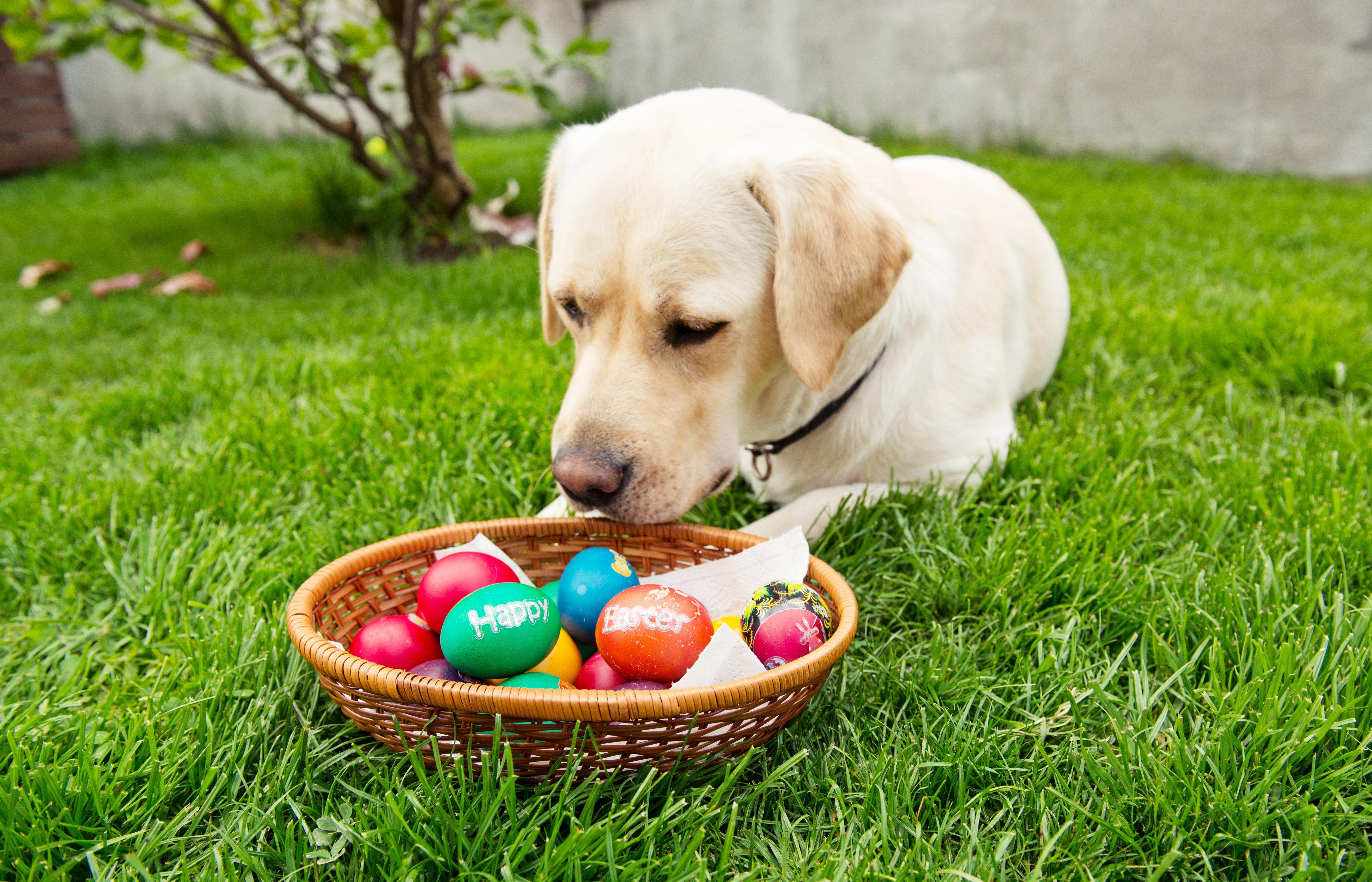6837x4397 Easter Dog & Puppy Picture To Make You Smile