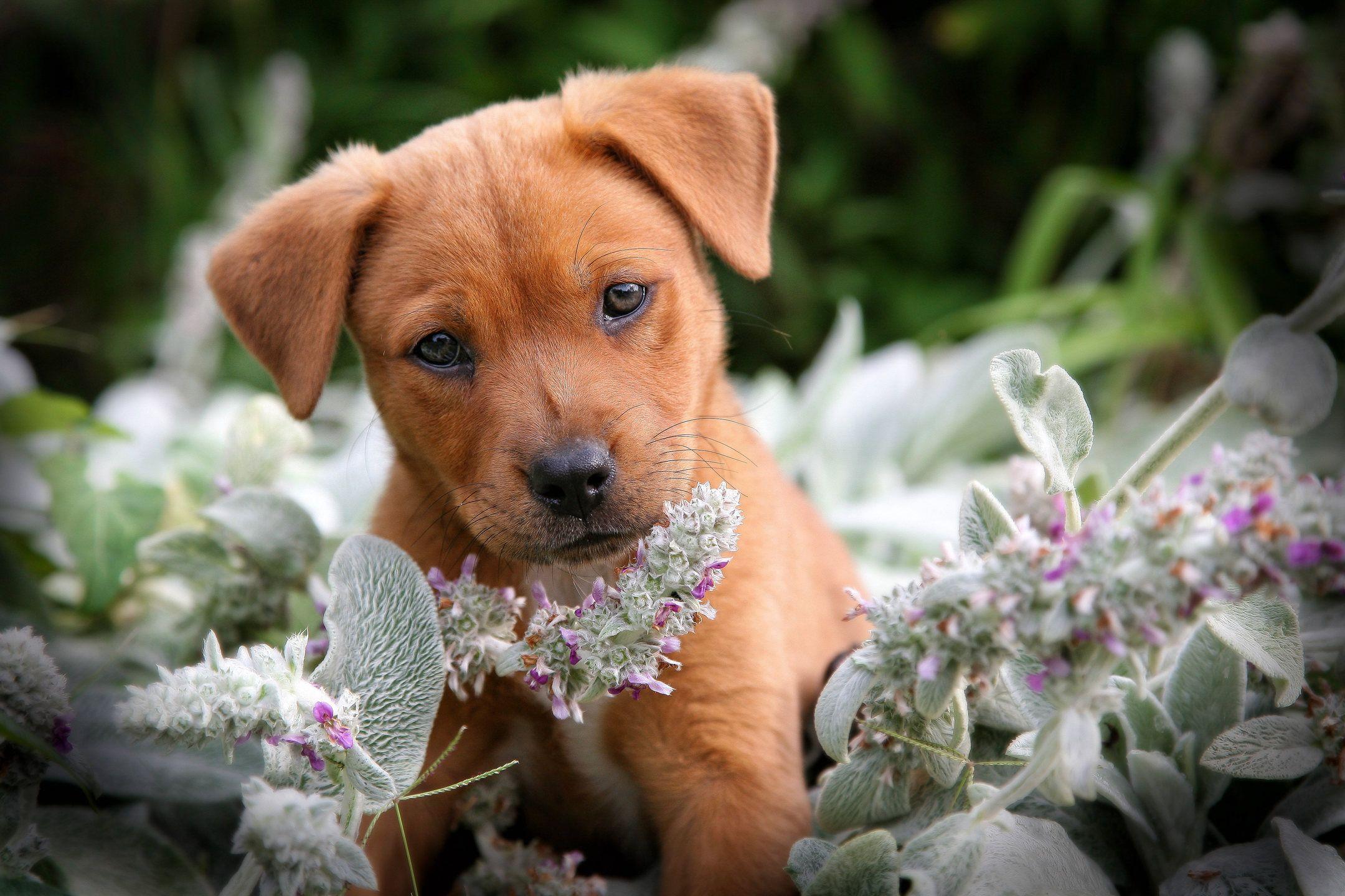 2160x1440 Puppy in the garden. Puppy background, Cute puppies, Puppy picture