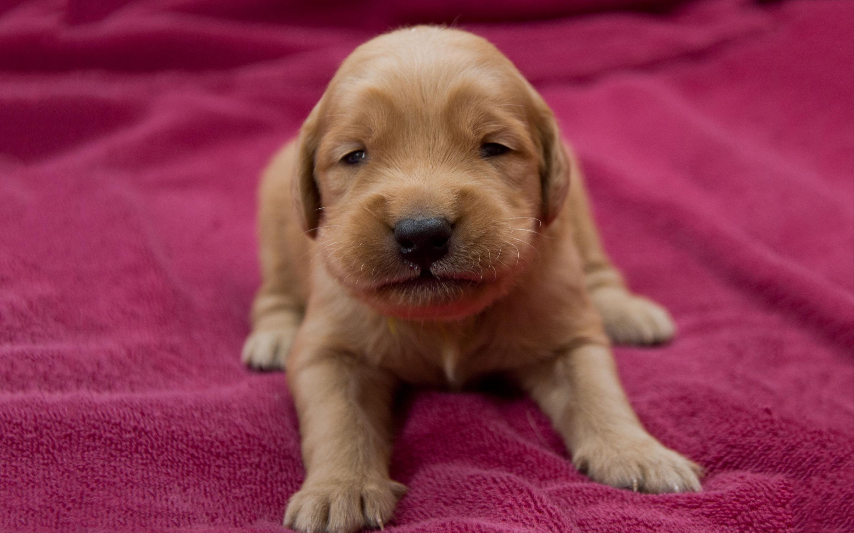 2880x1800 Golden retriever puppy