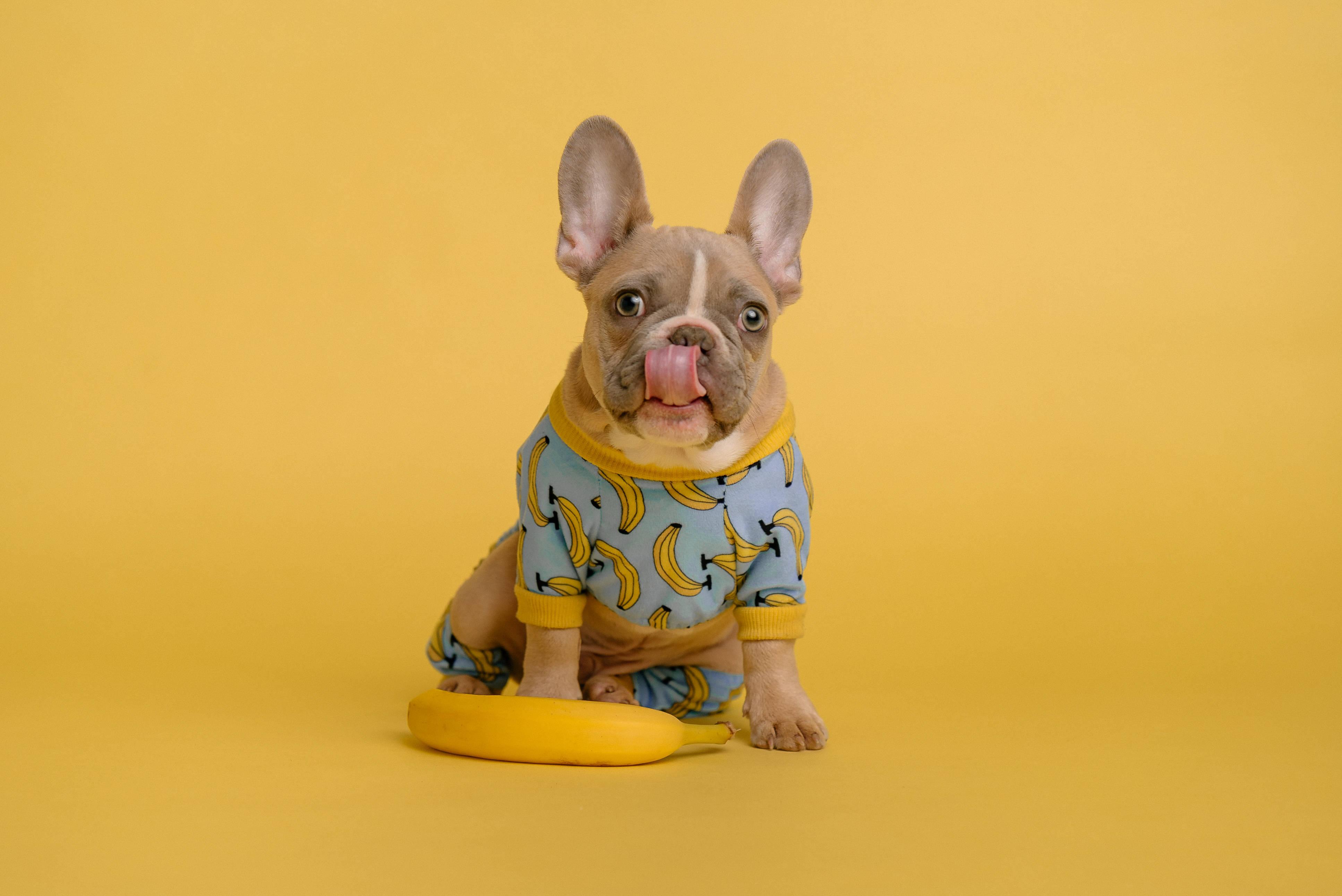3869x2584 Dog Wallpaper & Background For FREE