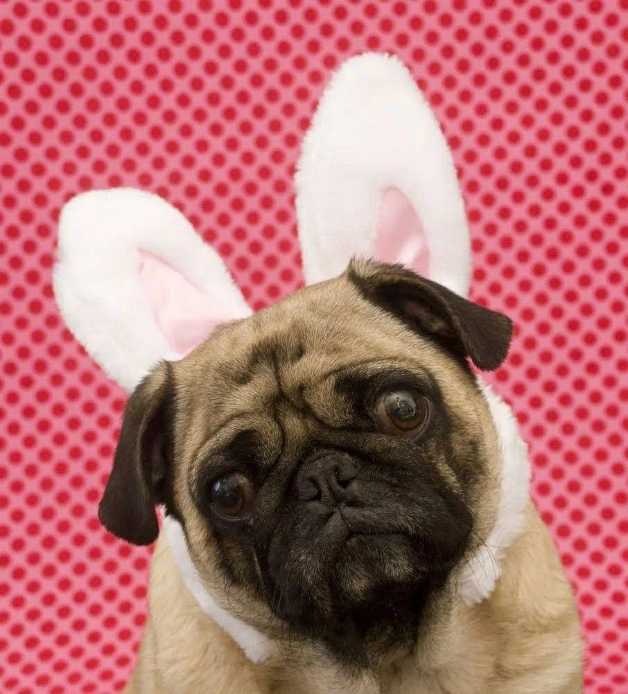 906x1000 EASTER Stuff. Puppy dog picture, Dog picture, Easter dog