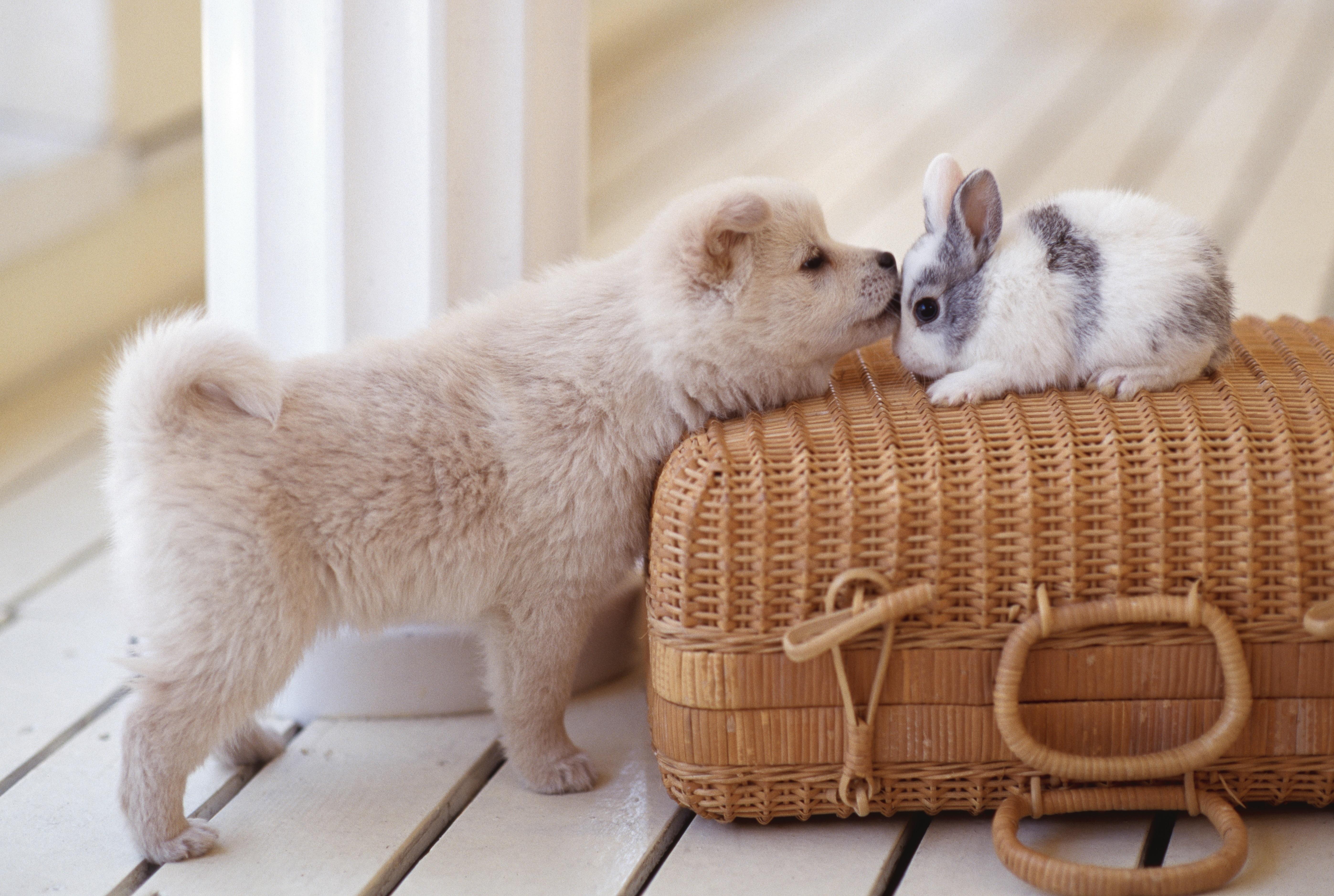 5587x3753 Easter Dog & Puppy Picture To Make You Smile