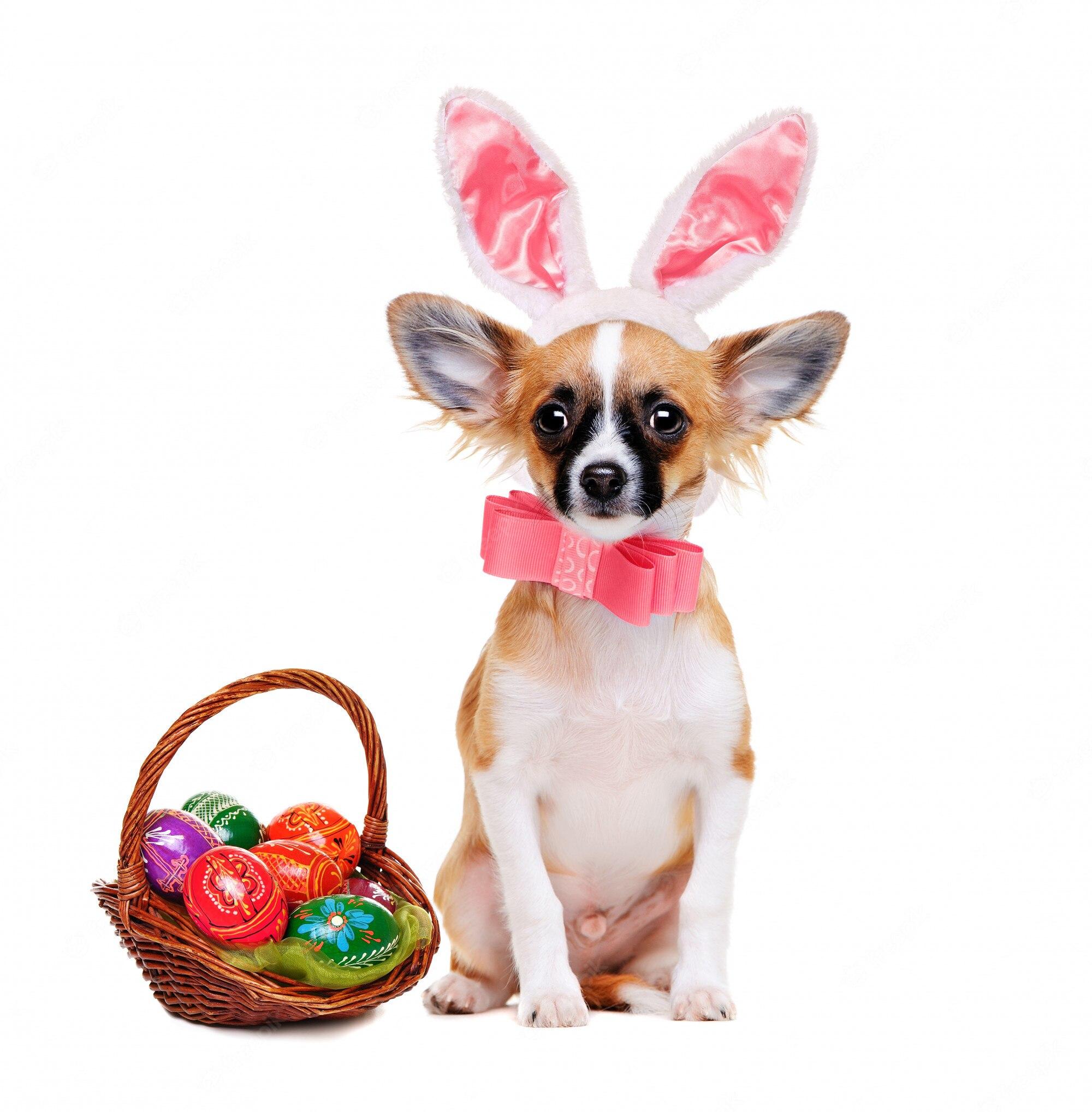 2000x2037 Premium Photo. Chihuahua dog wearing bunny ears with easter basket