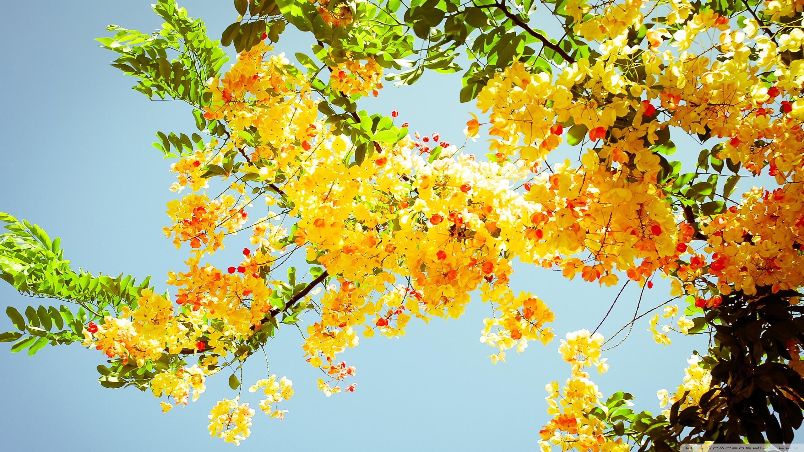 2560x1440 Beautiful Flowers Ultra HD Desktop Background Wallpaper for 4K UHD TV : Multi Display, Dual Monitor : Tablet