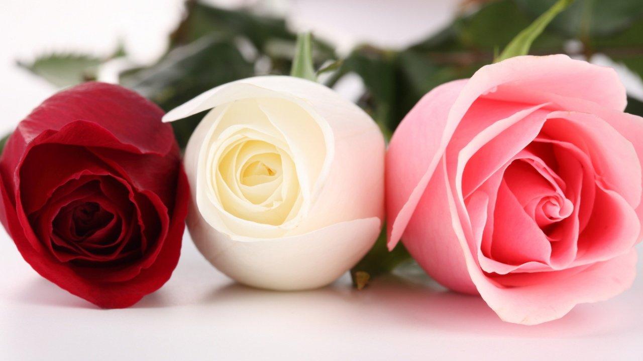 1280x720 flowers for flower lovers.: Beautiful flowers desktop wallpaper