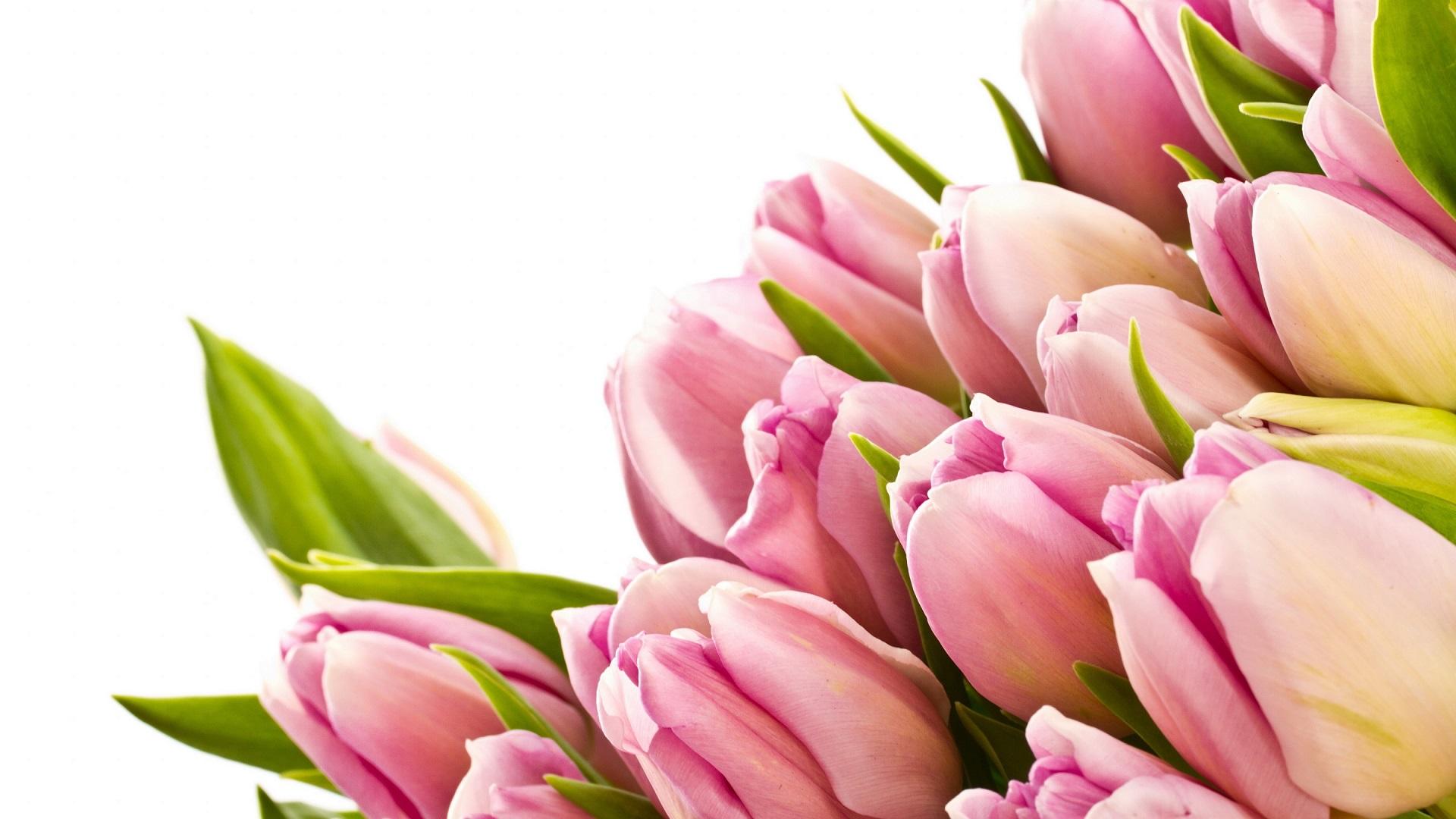 1920x1080 Beautiful Flower Image & HD Picture 2018. Flower Wallpaper 2018