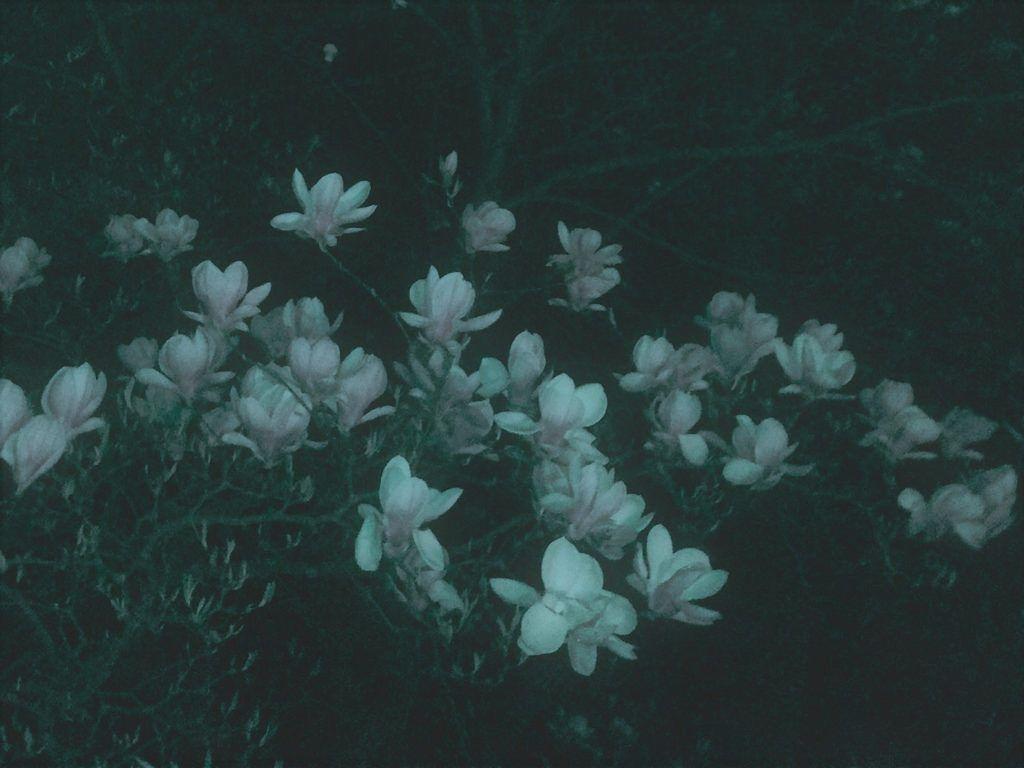 1024x768 magnolia