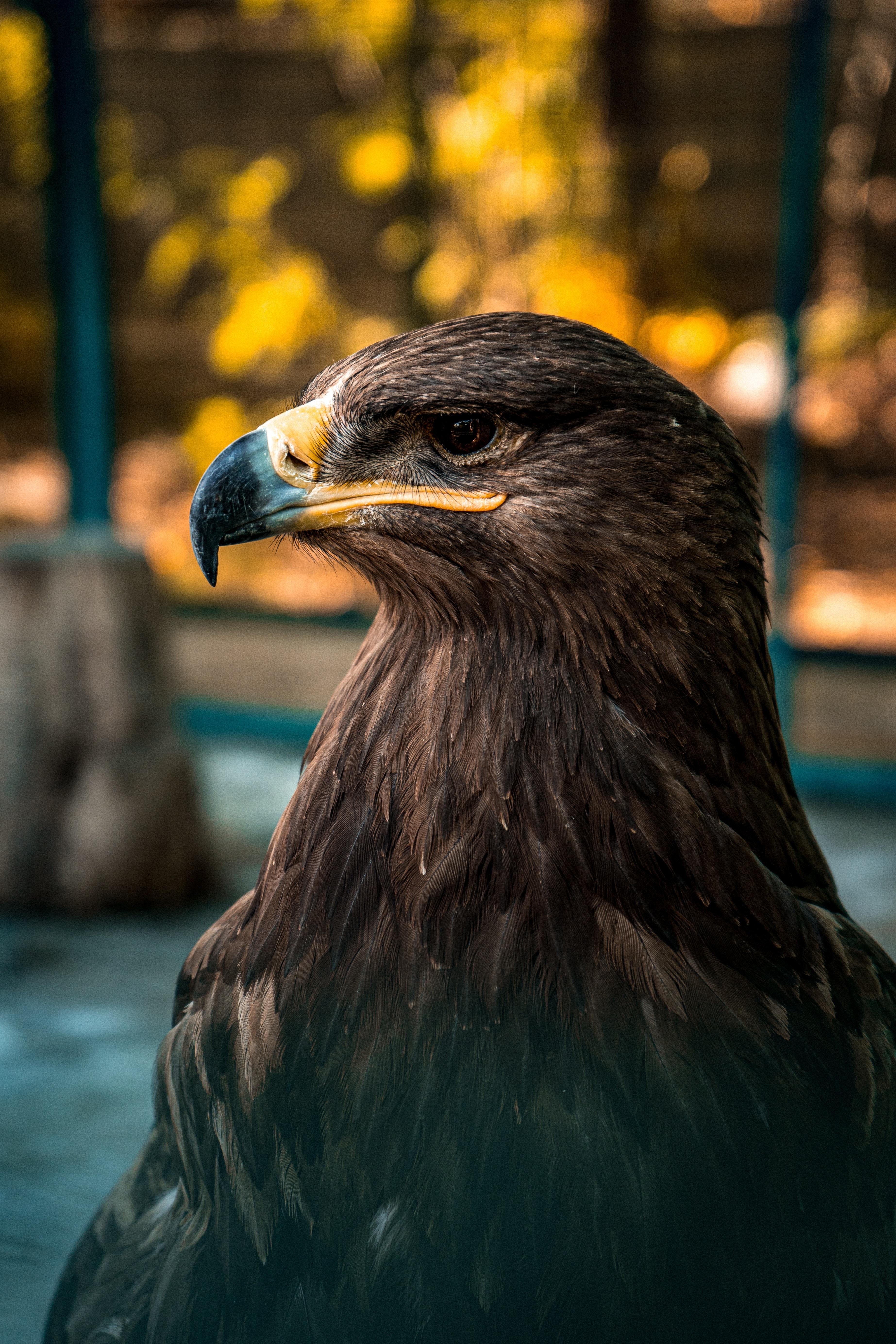3691x5536 Golden Eagle Photo, Download Free Golden Eagle & HD Image