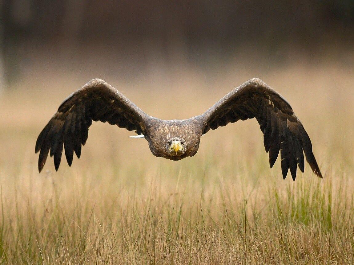 1150x863 Golden Eagle Wallpaper