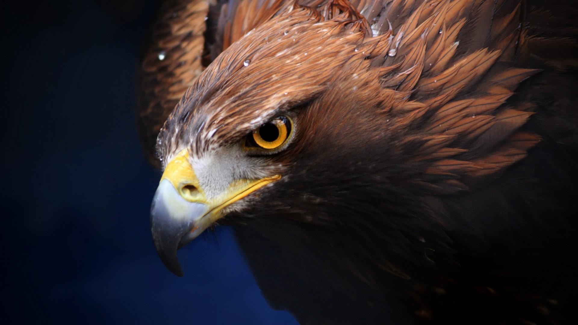 1920x1080 Full HD Golden Eagle Gallery HD Wallpaper
