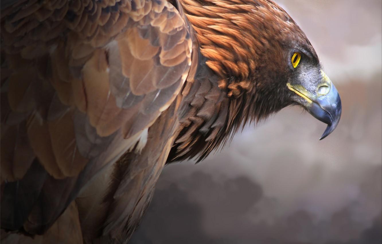 1332x850 Wallpaper bird, predator, beak, Golden eagle, Golden Eagle image for desktop, section животные