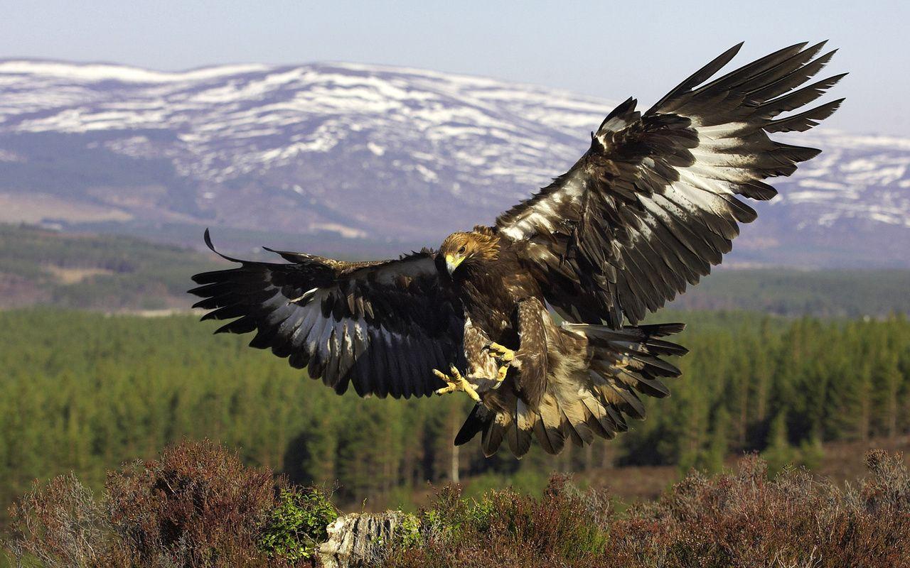 1280x800 golden eagle. Eagle wallpaper, Eagle picture, Eagle image