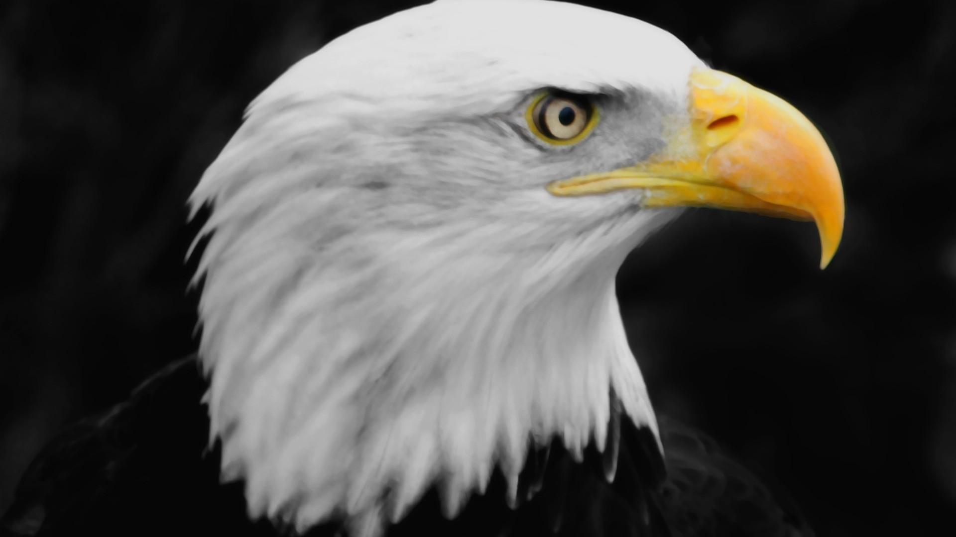 1920x1080 Golden Eagle Wallpaper