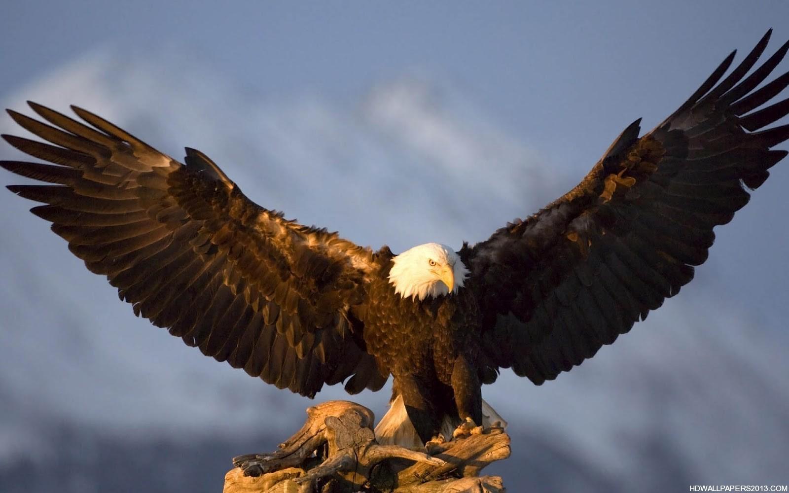 1600x1000 Free download Eagle Wallpaper HD Wallpaper Eagle Wallpaper HD Background [1600x1000] for your Desktop, Mobile & Tablet. Explore Eagle Wallpaper. Golden Eagle Wallpaper, Bald Eagle Wallpaper, Philadelphia Eagles Wallpaper