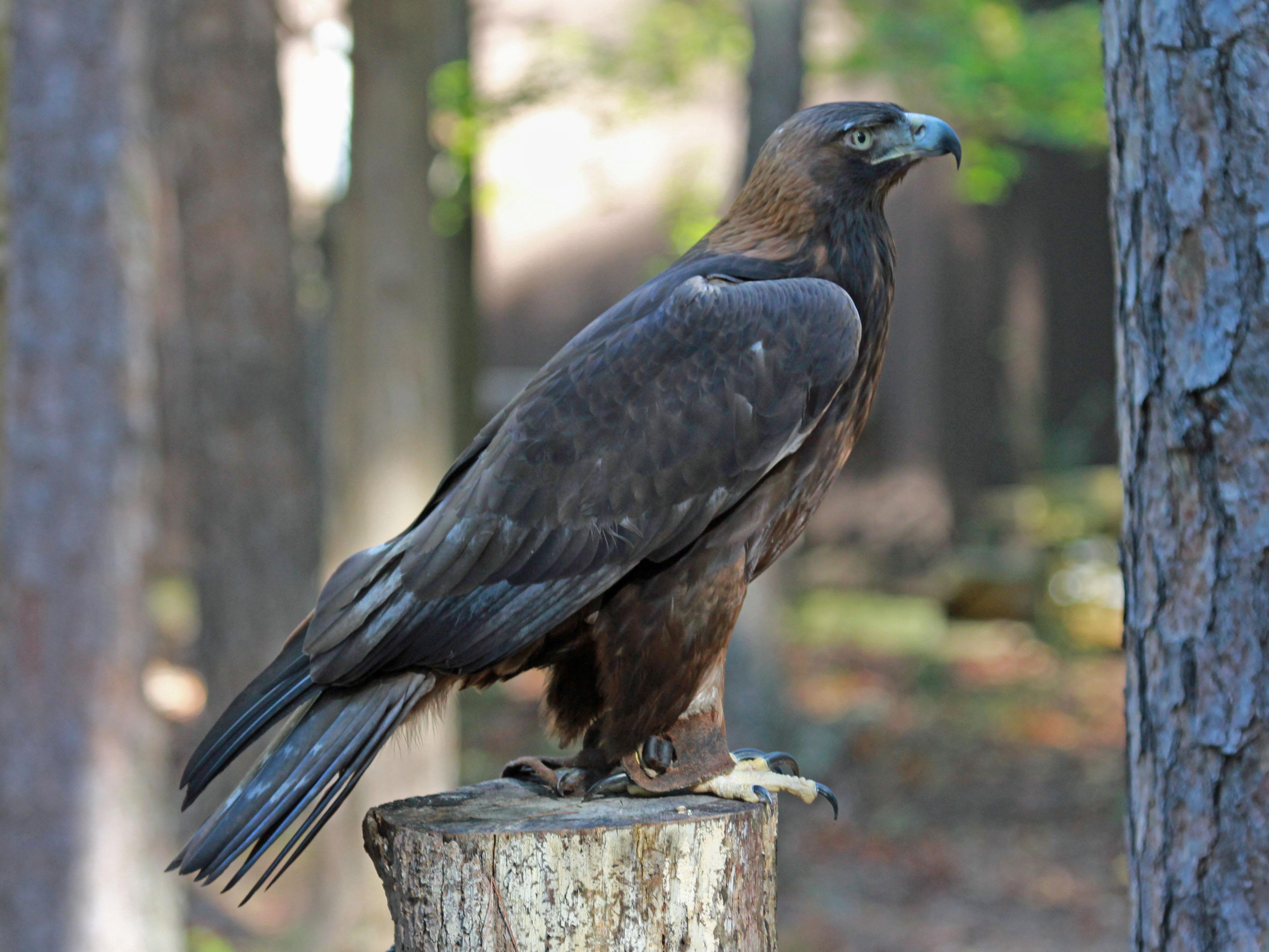 4233x3175 Golden Eagle 4k Ultra HD Wallpaper